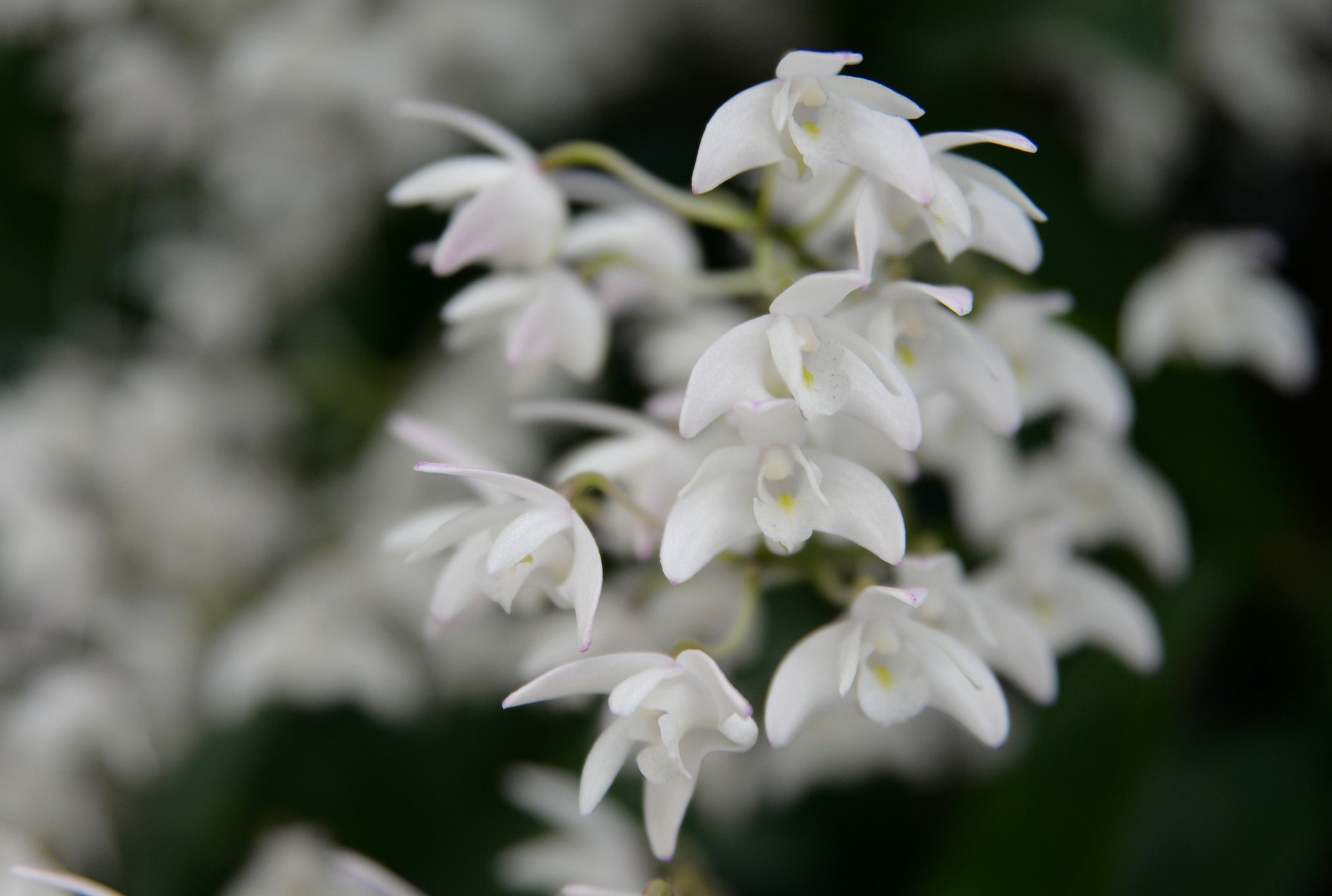 Dendrobium