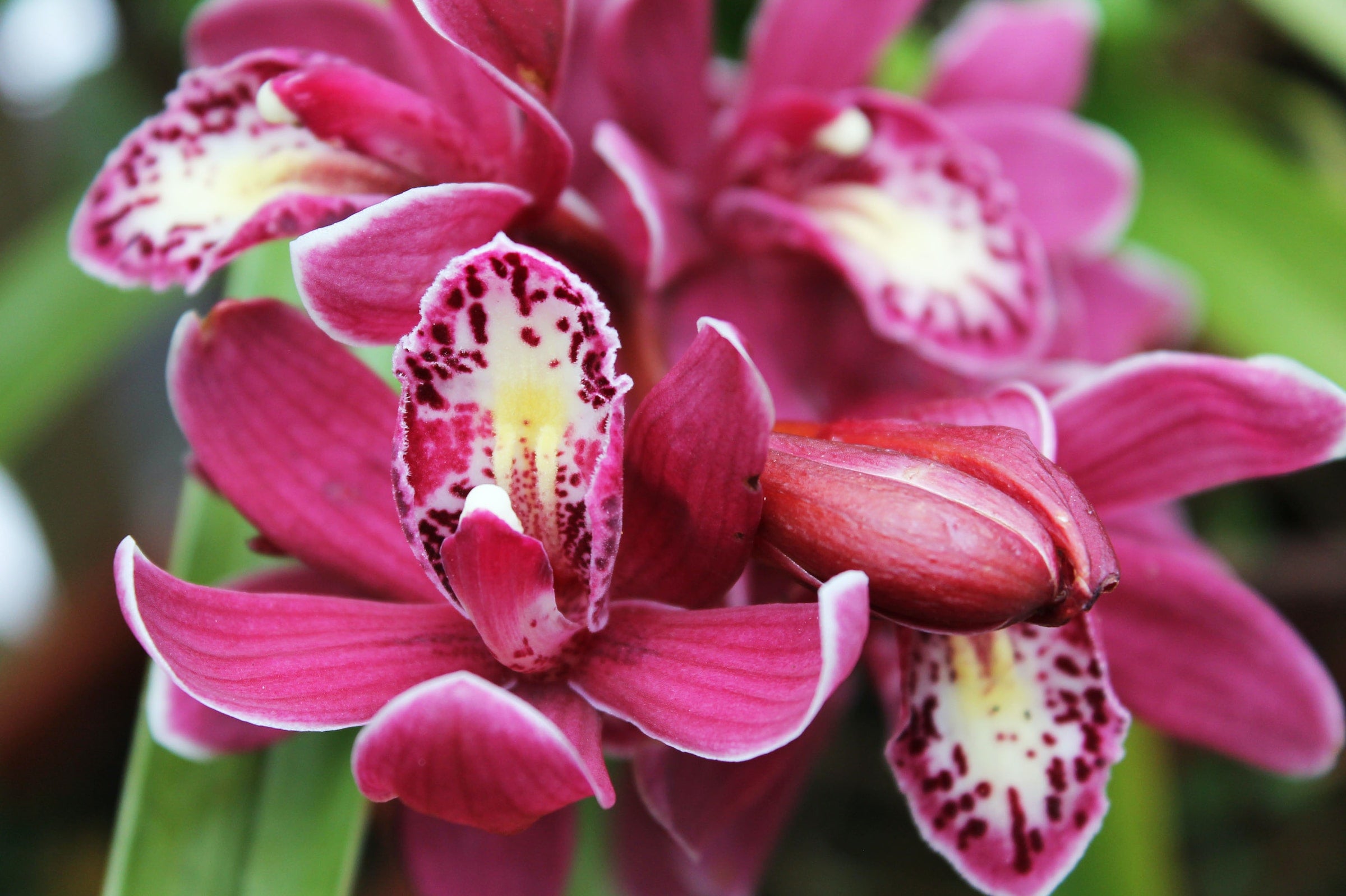 Cymbidium pink orchidee bloeiend in de winter