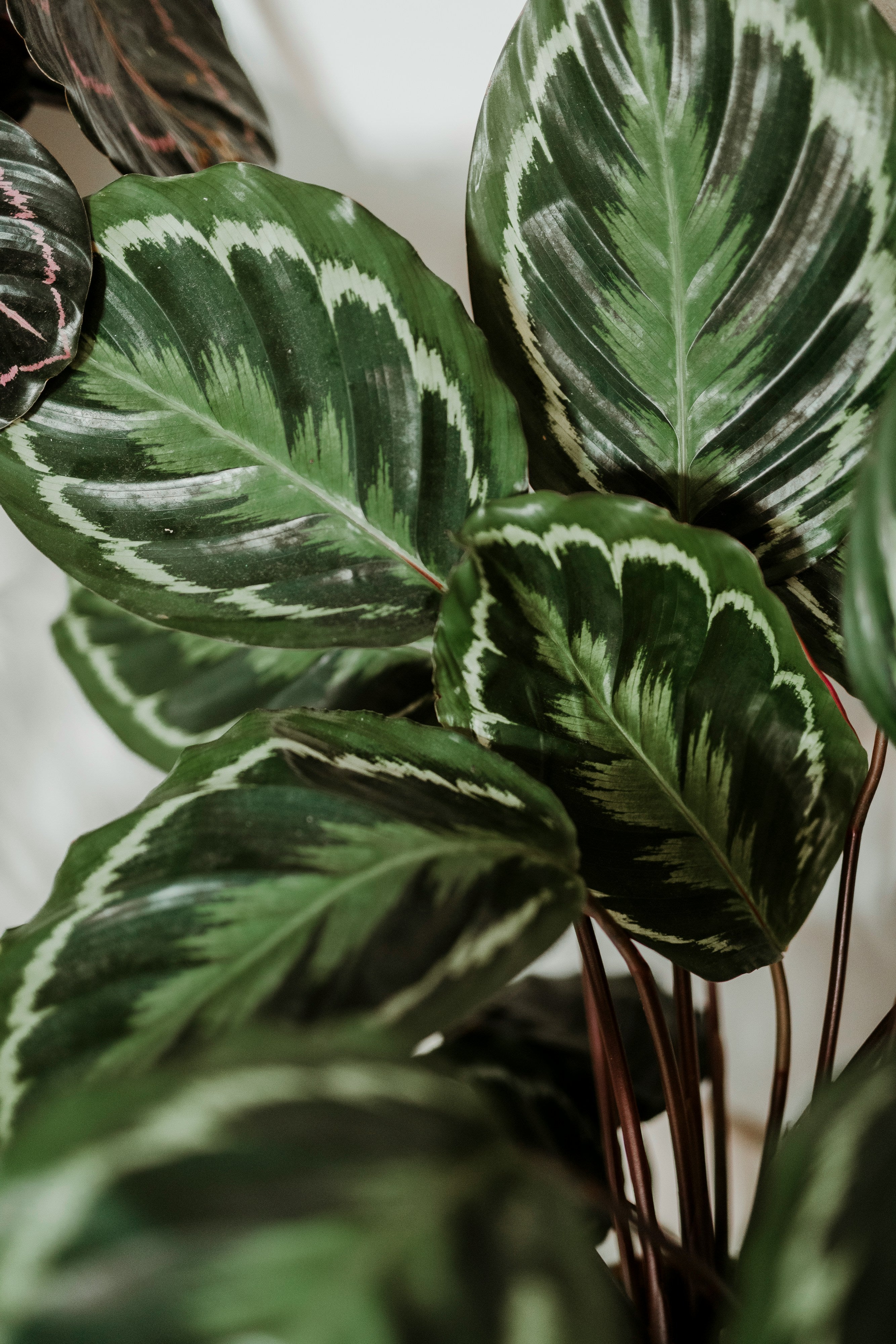 Calathea