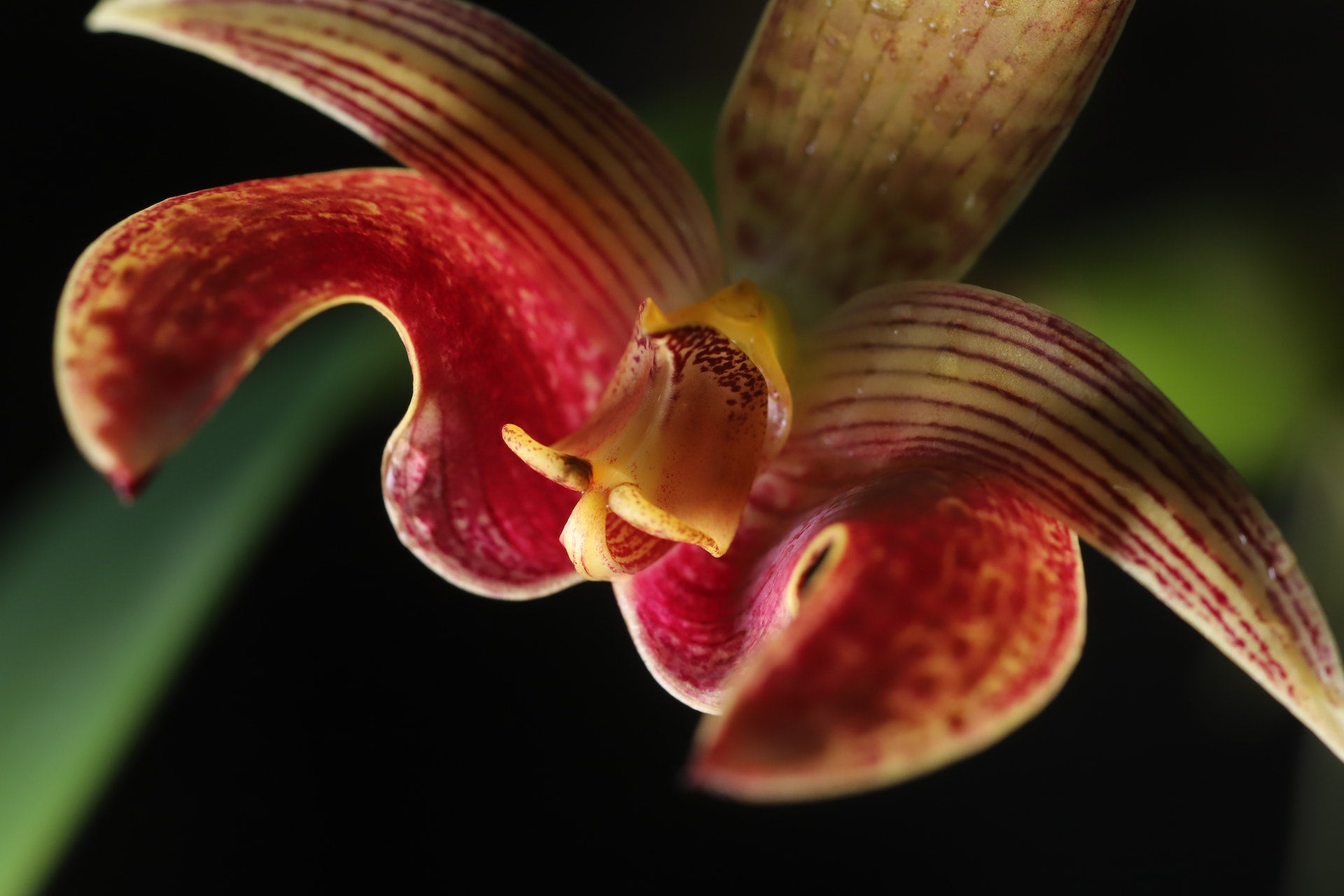 Bulbophyllum