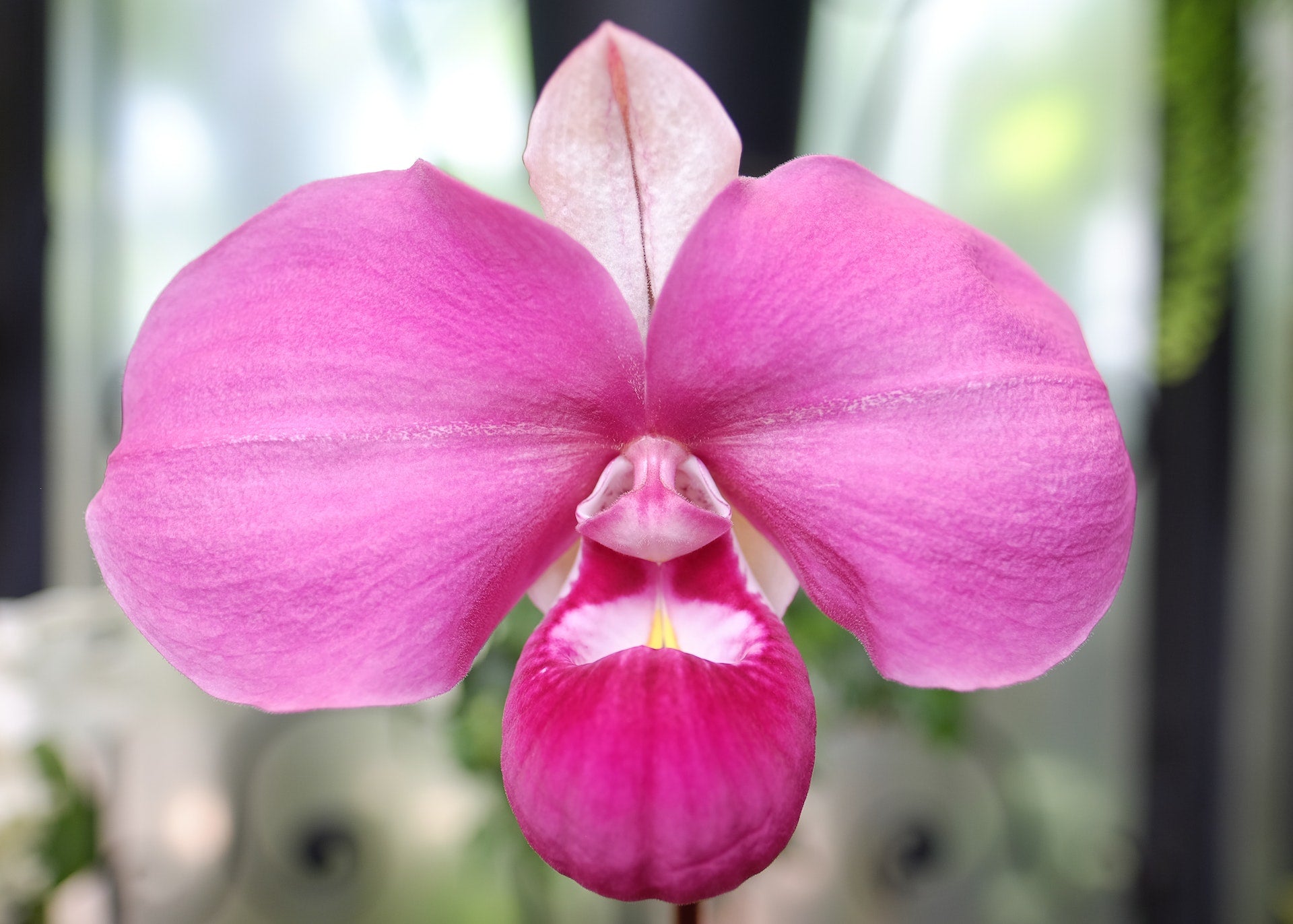 Phragmipedium Pink