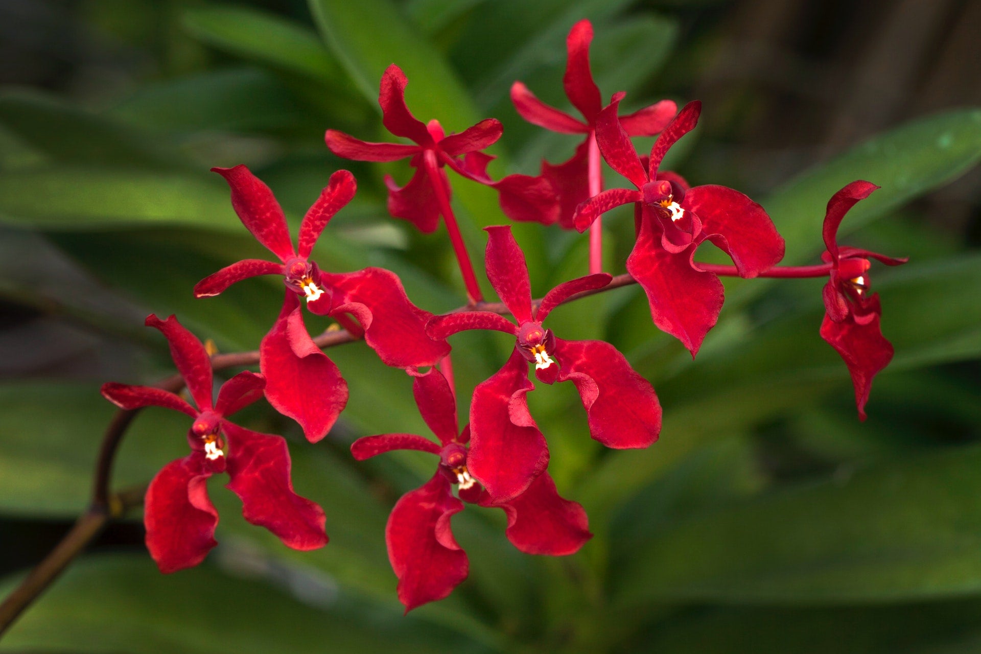 Renanthera imschootiana