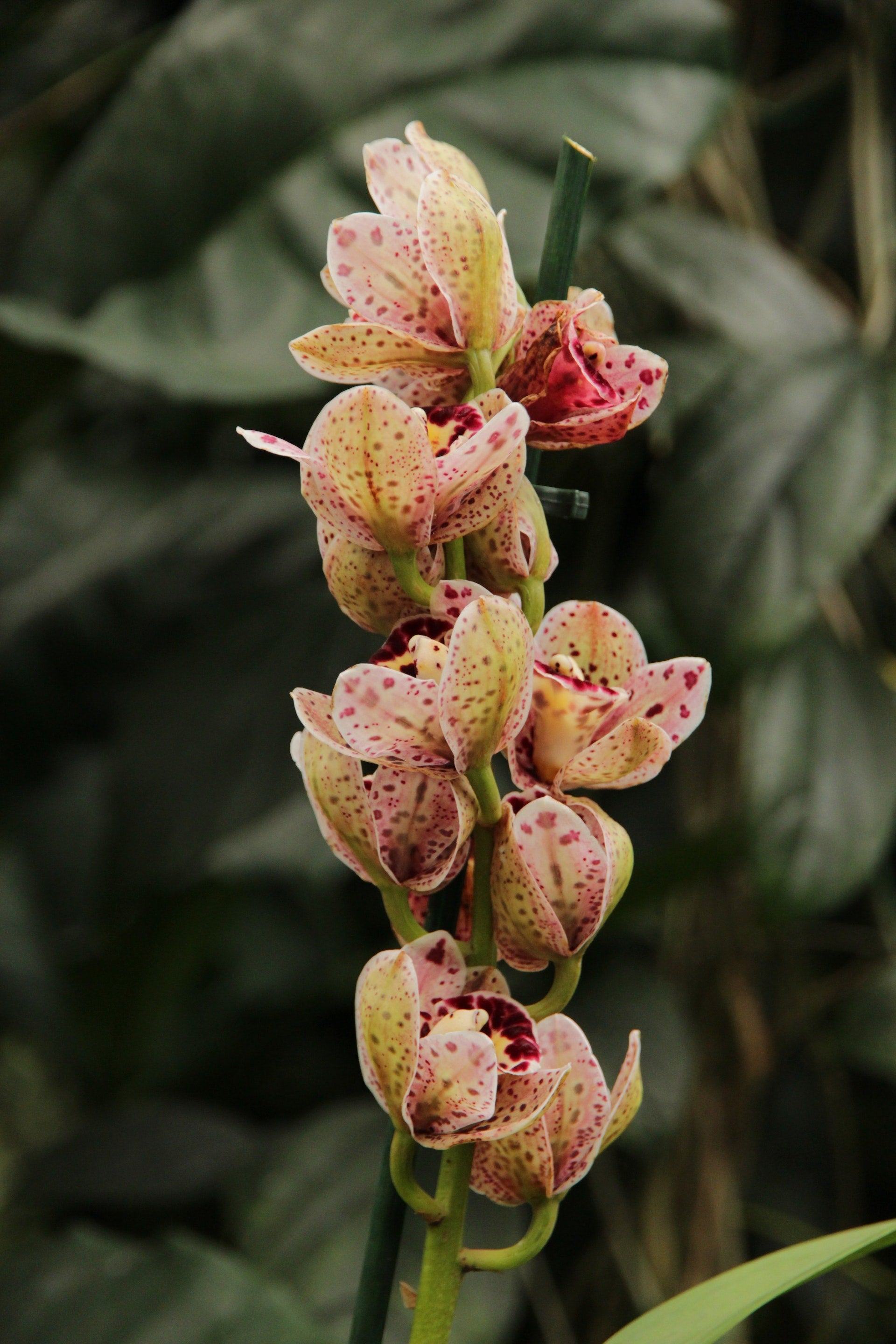 Cymbidium pink dots yellow