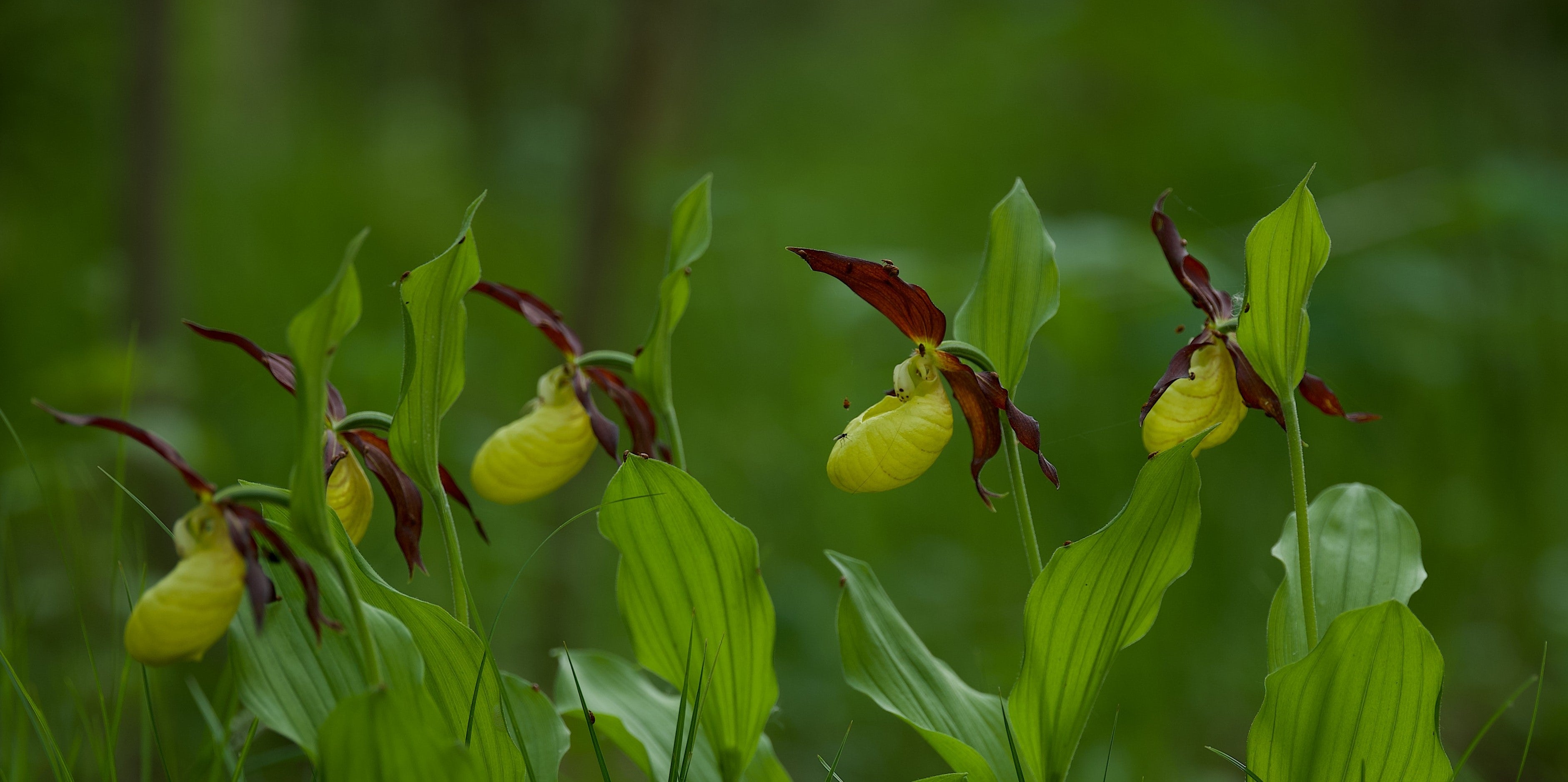 Cypripedium calceolus red green
