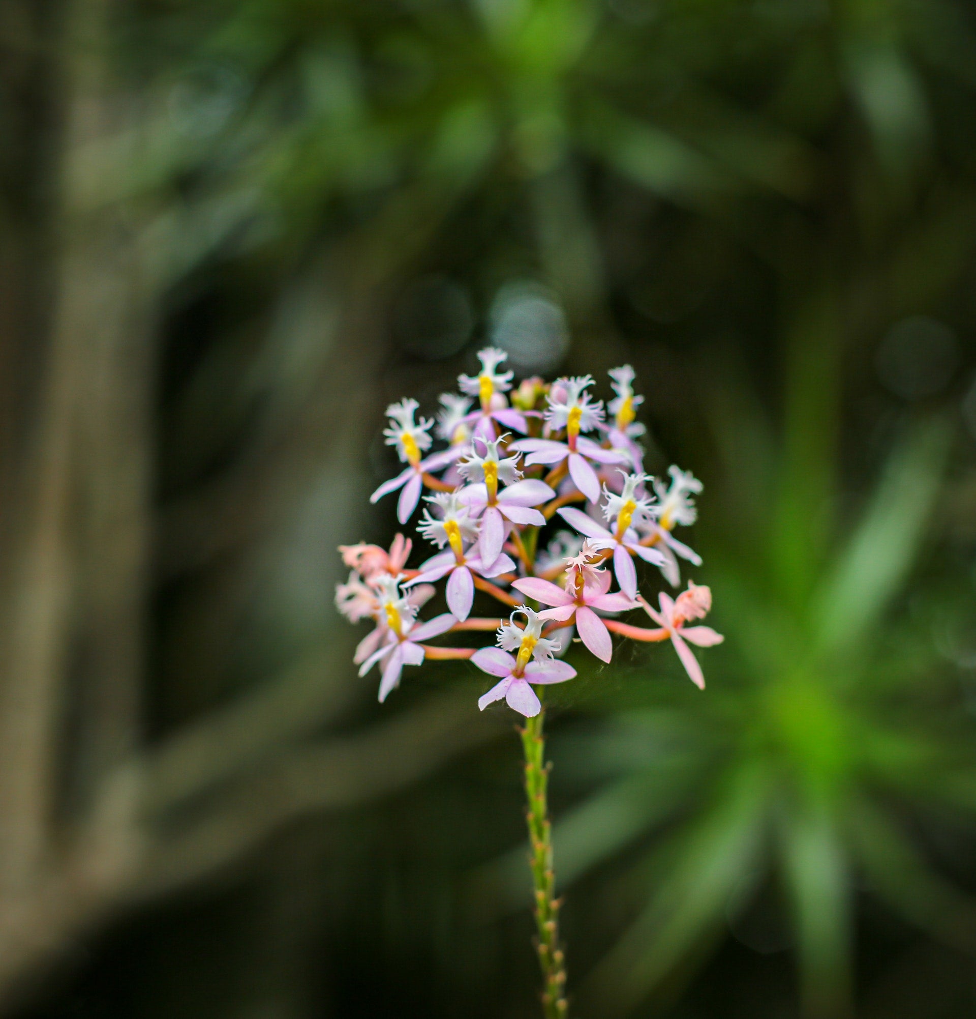 Epidendrum