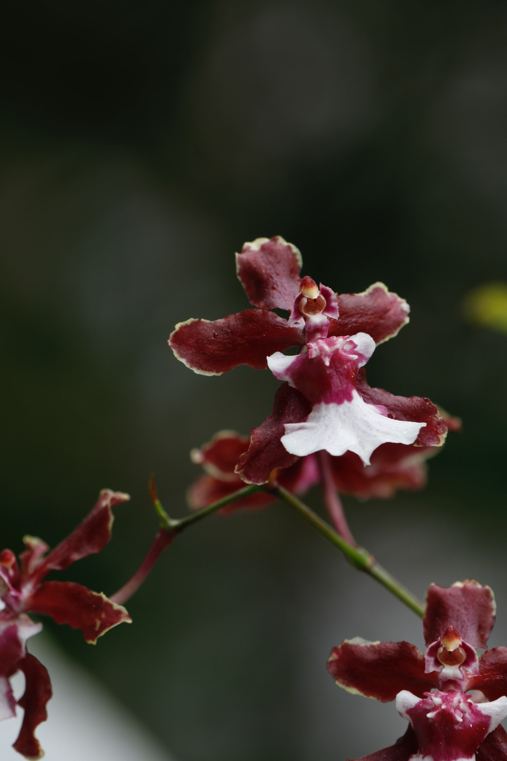 Oncidium Sharry Baby