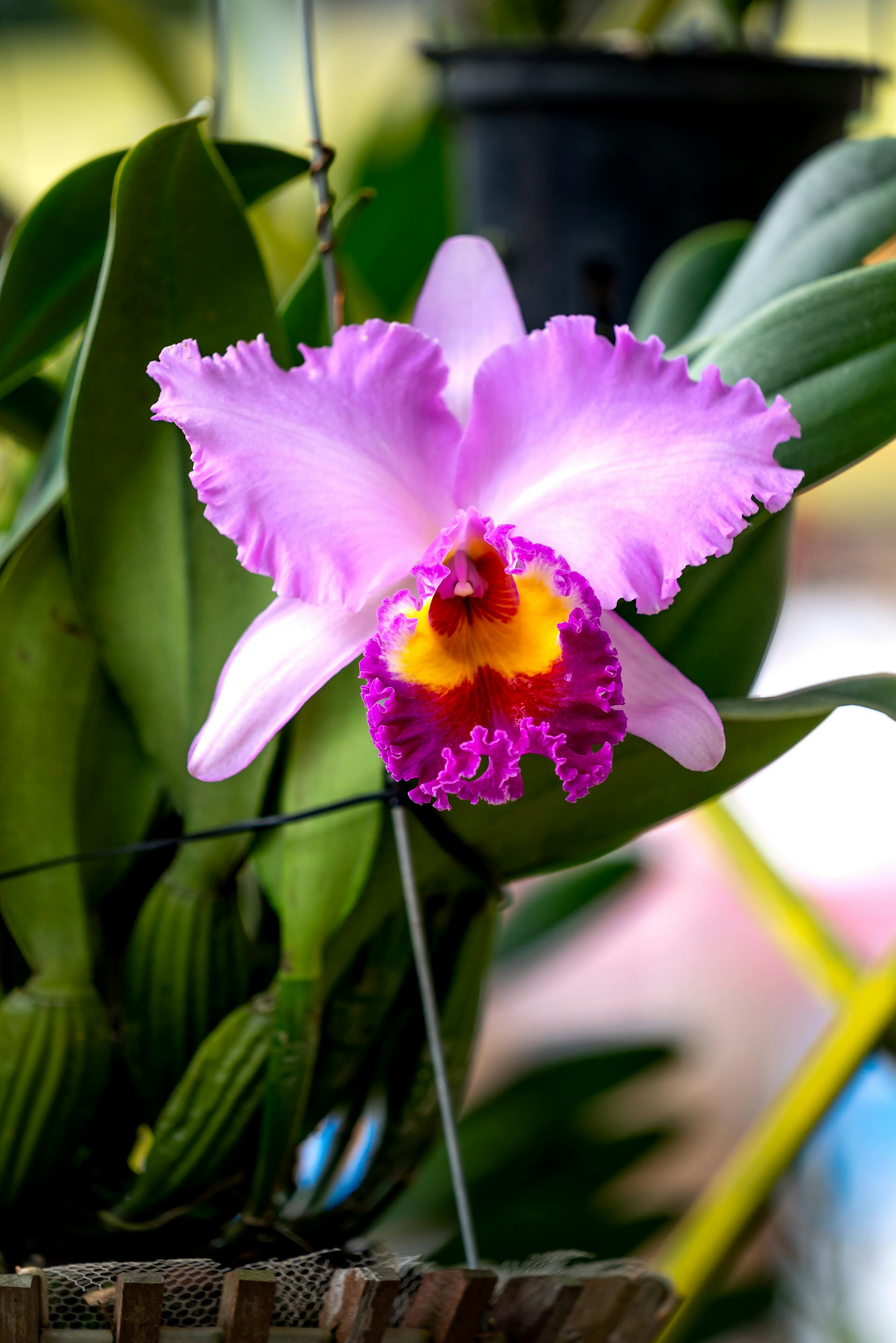 Cattleya orchid purple yellow flower