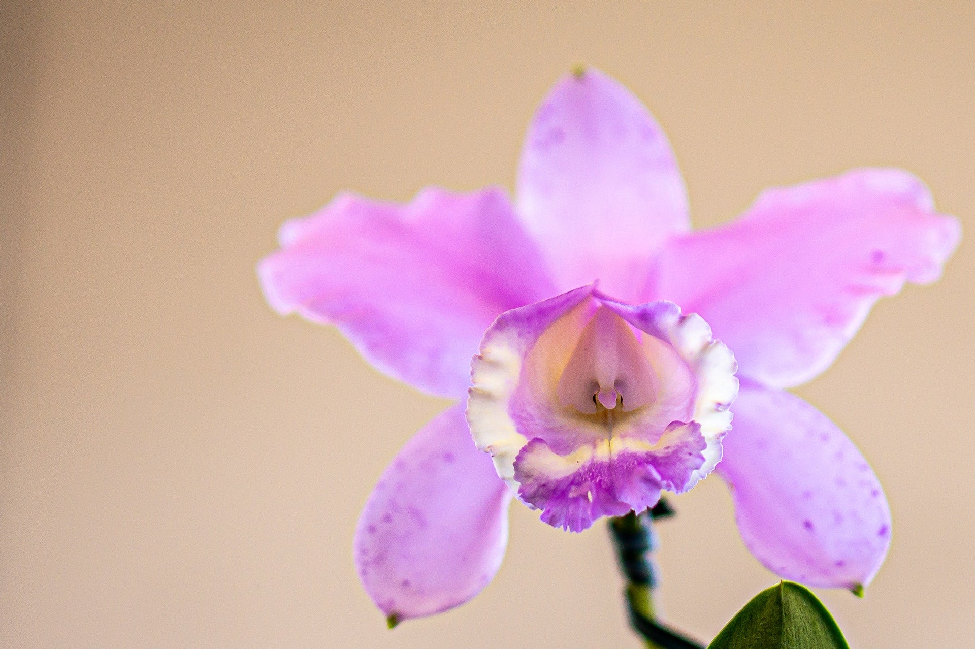 Cattleya pink fragrant