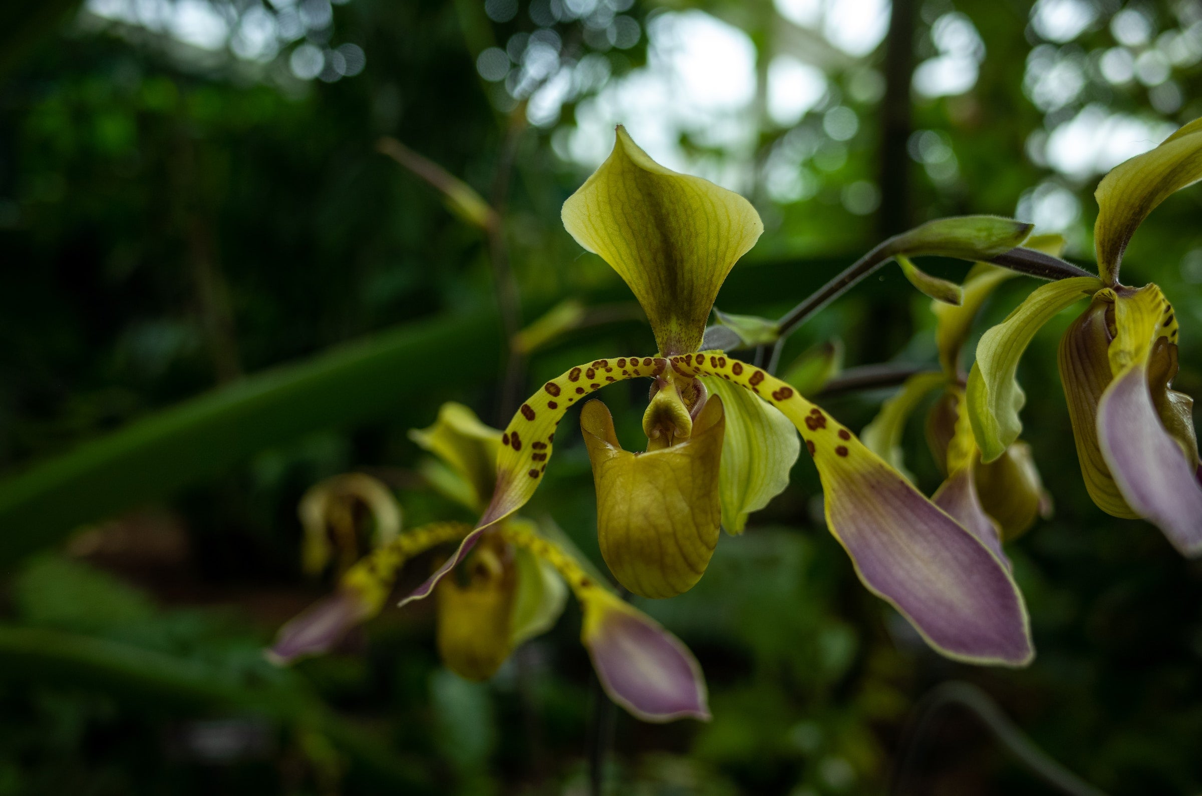 Paphiopedilum