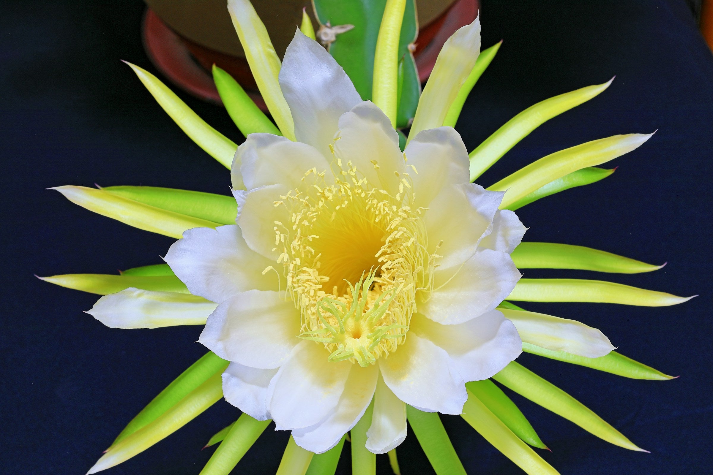 Hylocereus