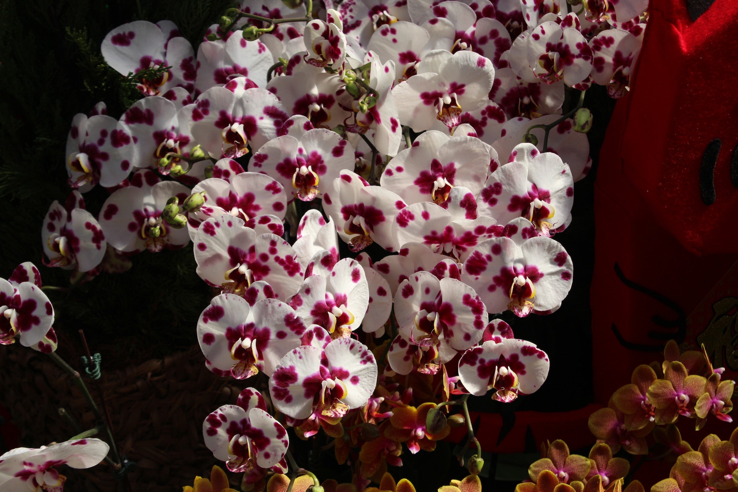 Phalaenopsis