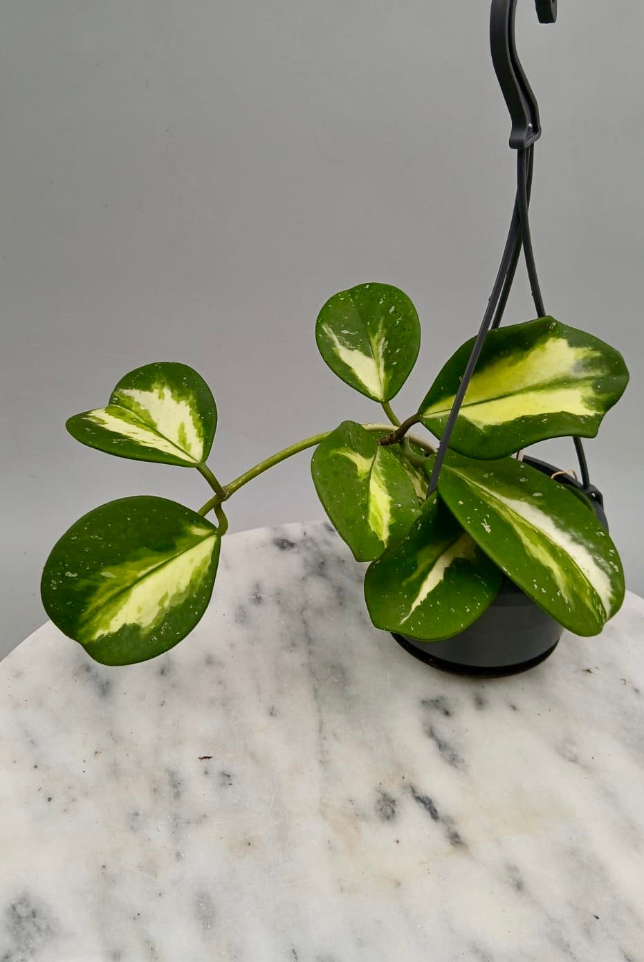 Hoya obovata variegata
