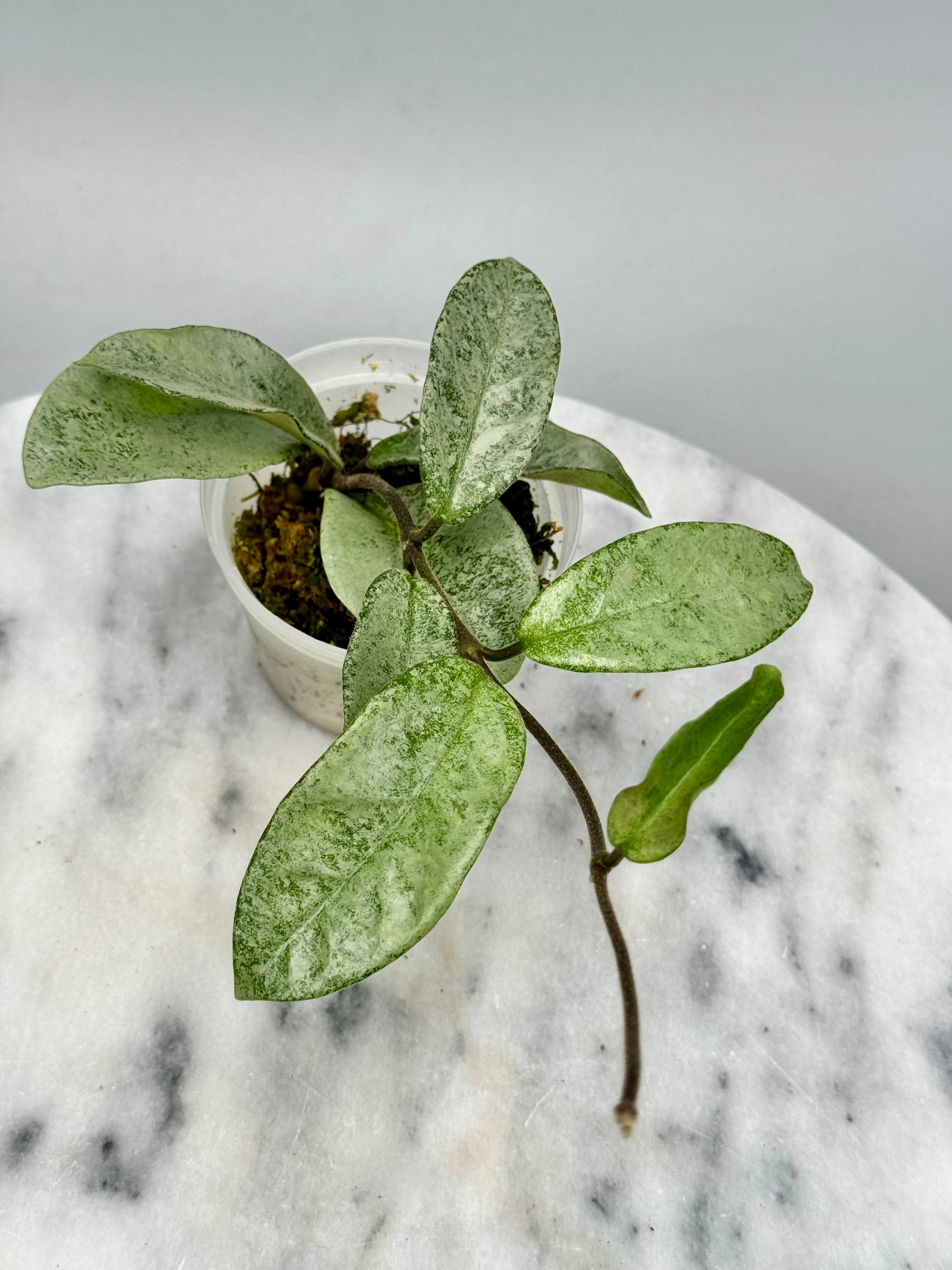 Hoya ‘Nova Ghost’ (cutting)