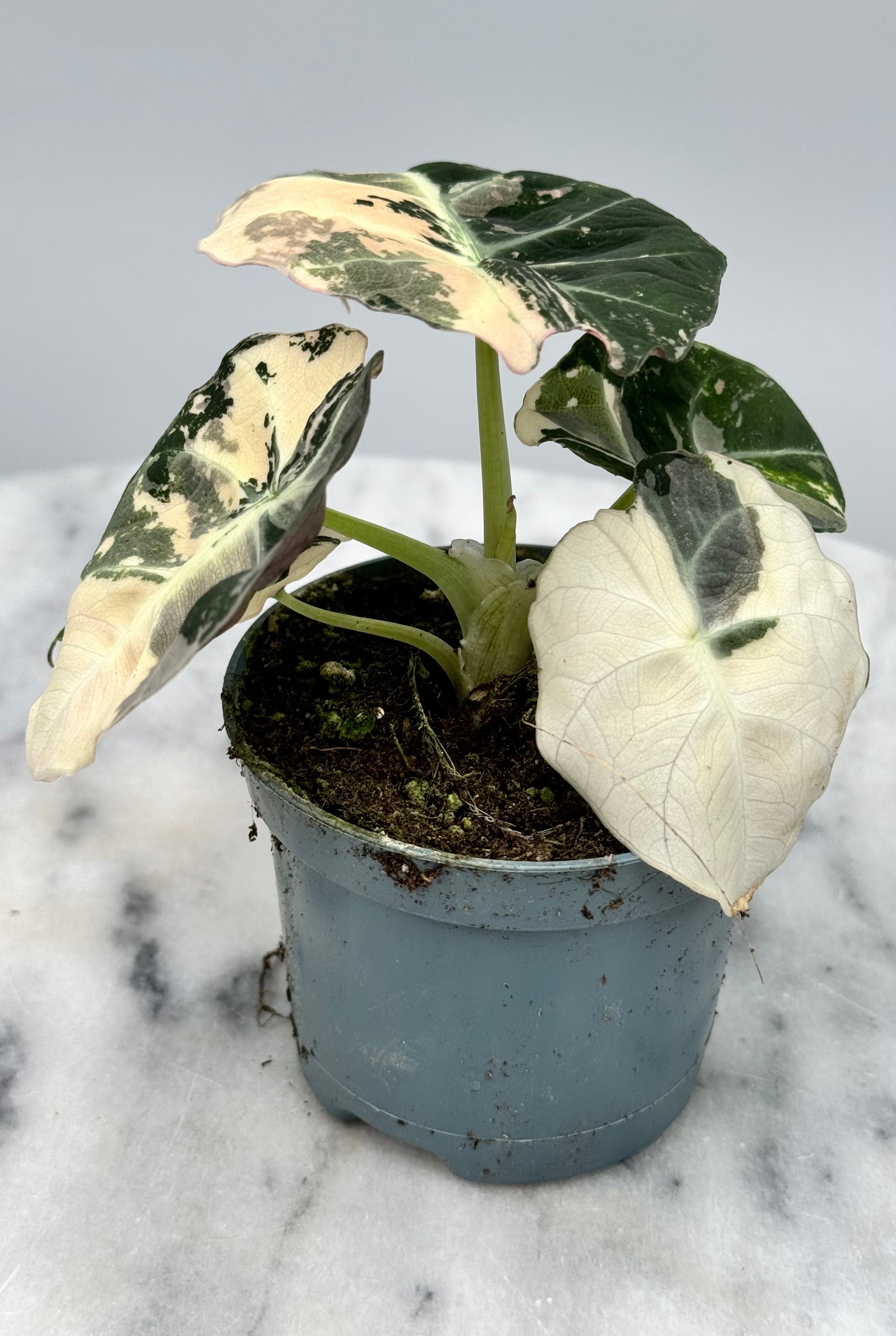 Alocasia black velvet variegata