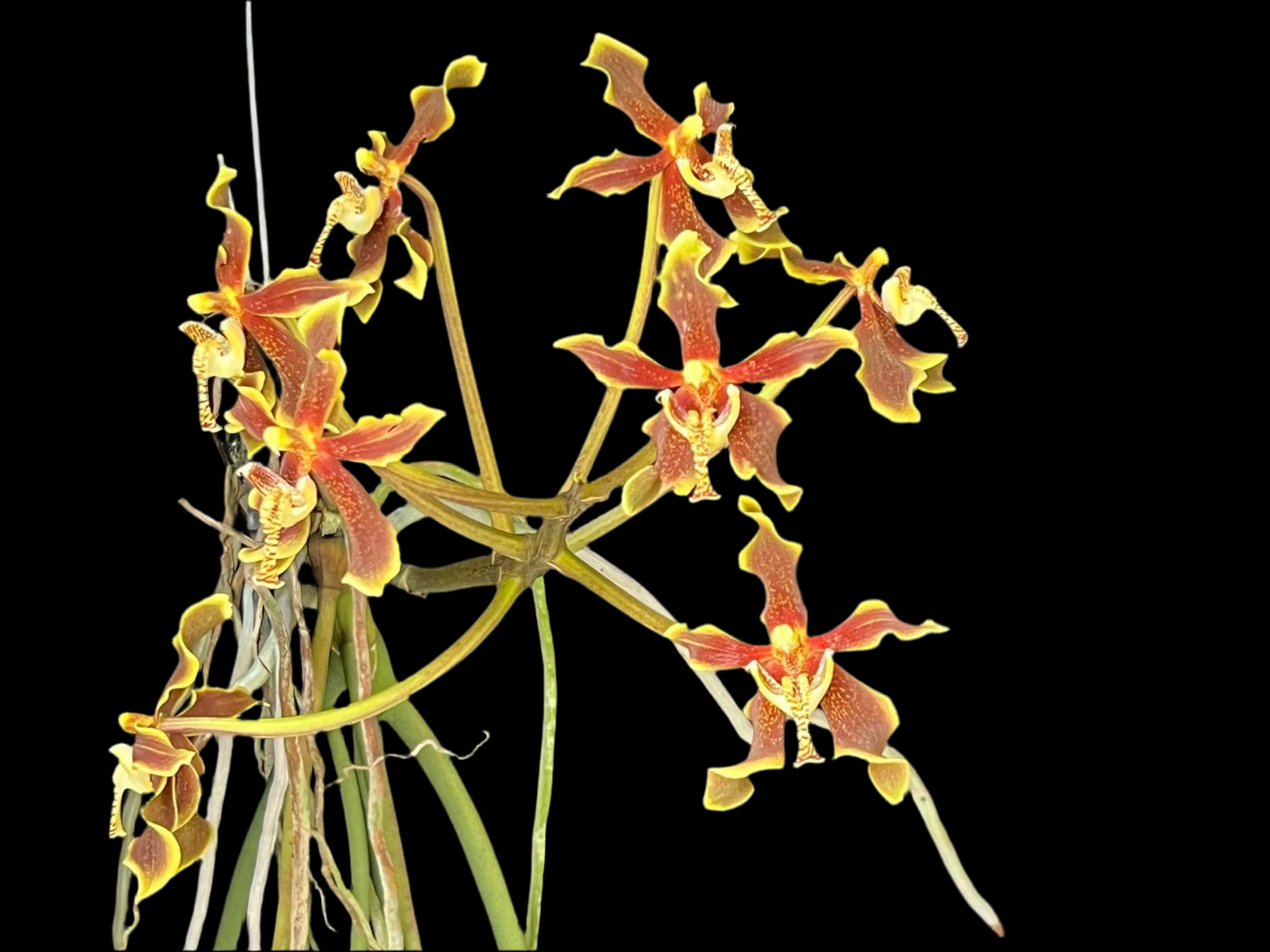 Paraphalaenopsis labukensis