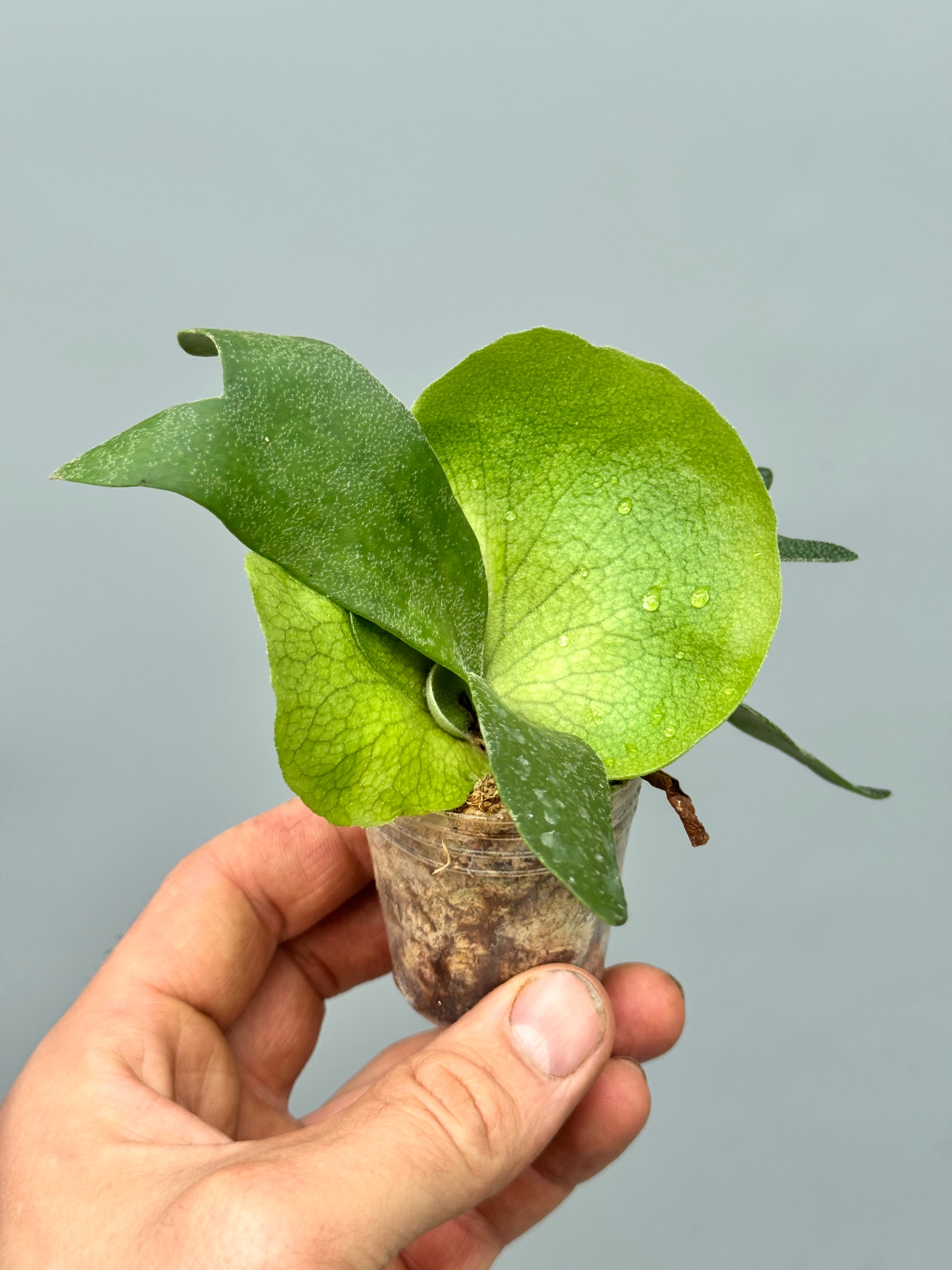 Platycerium Foongsiqi