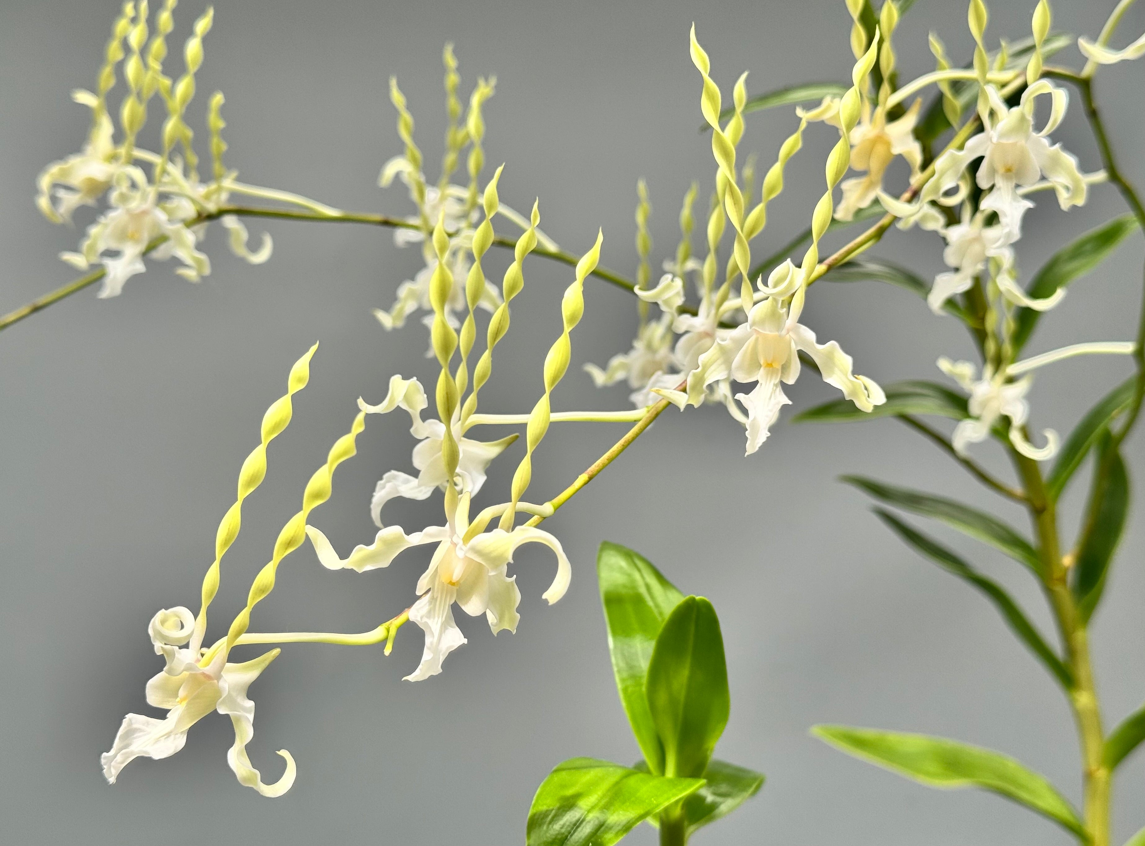 Dendrobium antennatum var. Alba