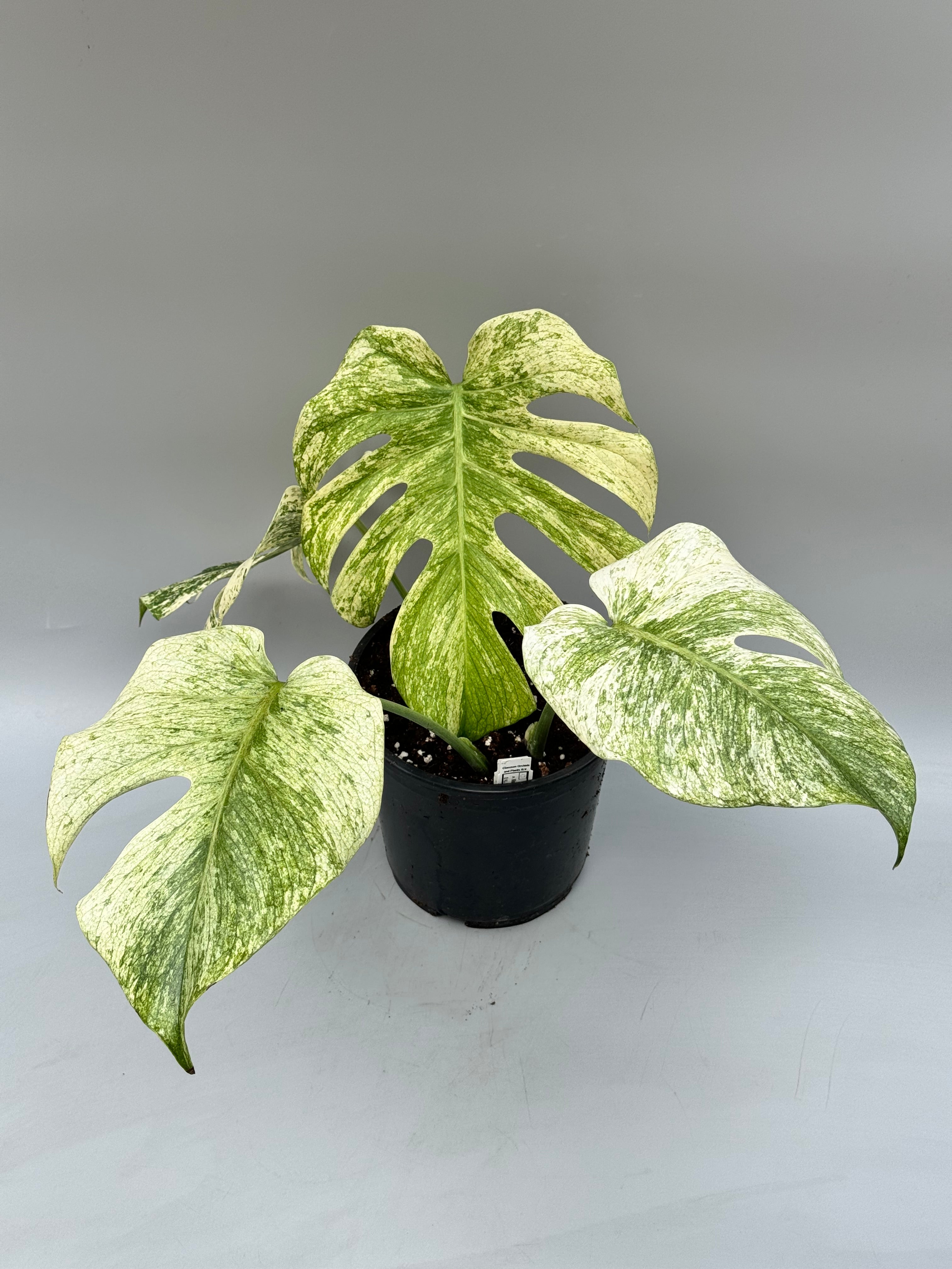 Monstera Full Mint deliciosa borsigiana Variegata "Medium Plant"