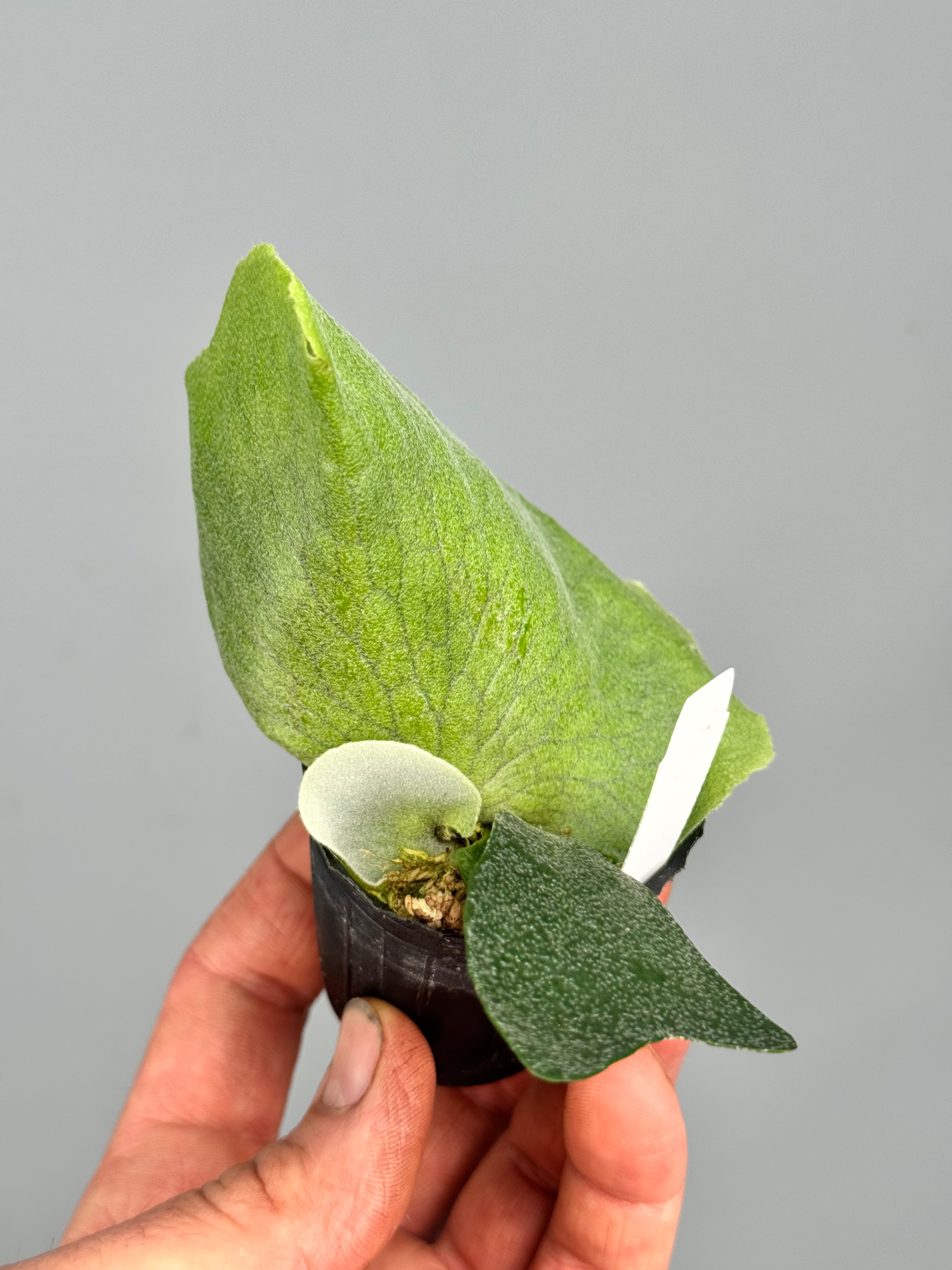 Platycerium Silver Velvet