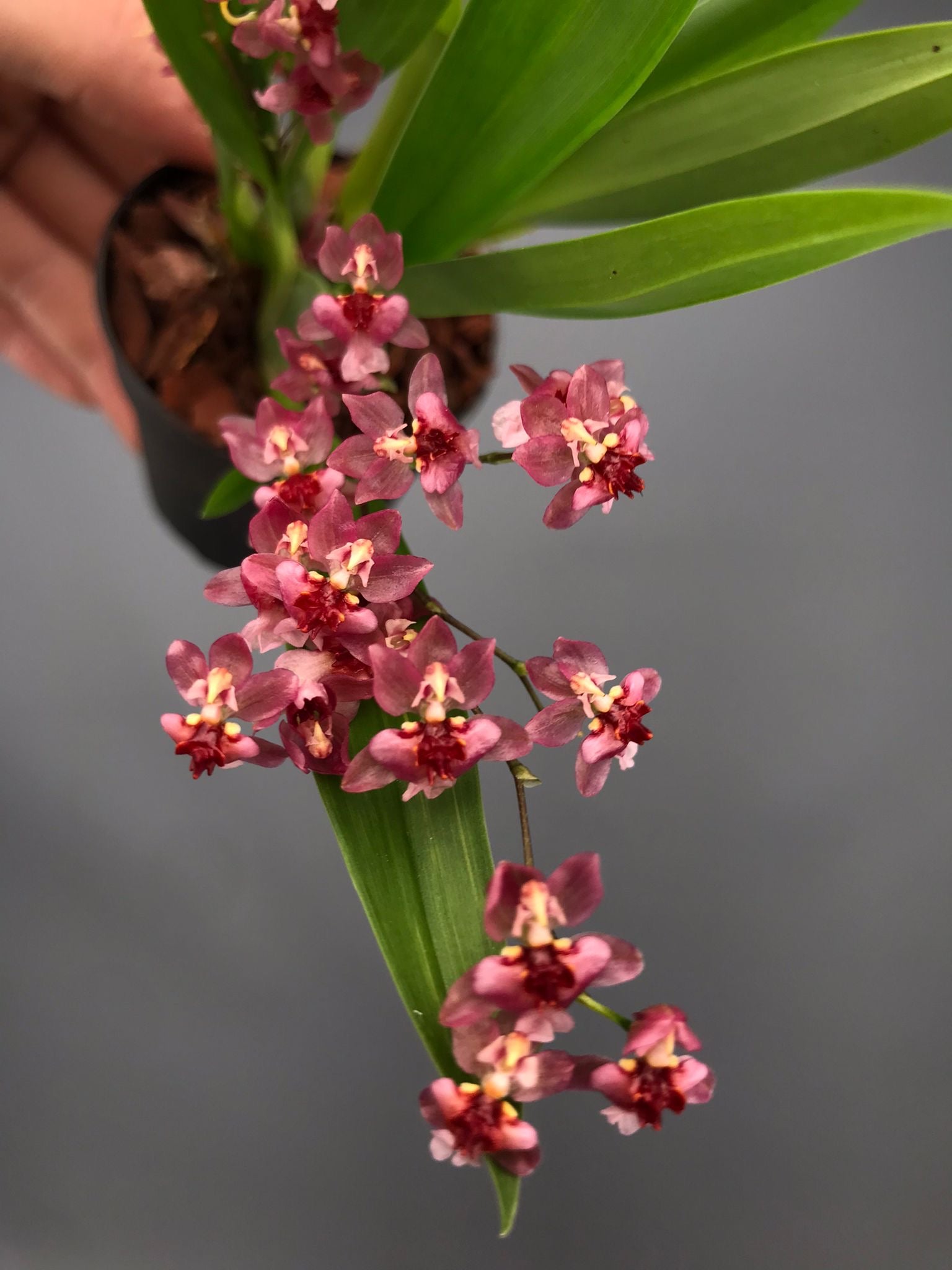 Oncidium Tiny Twinkle ’Red Fantasy’