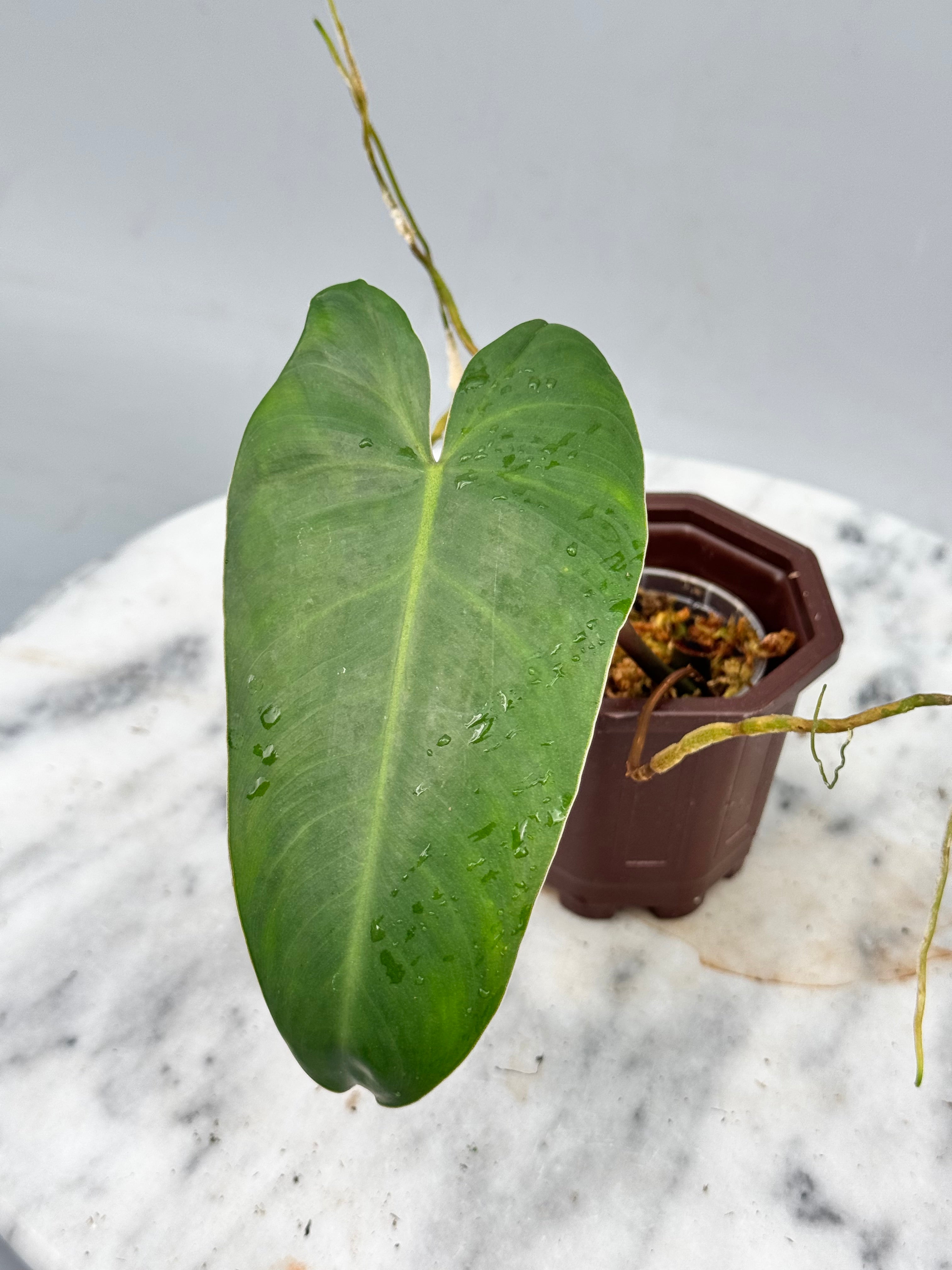 Philodendron ilsemanii (1 Leaf Cutting) nr 3