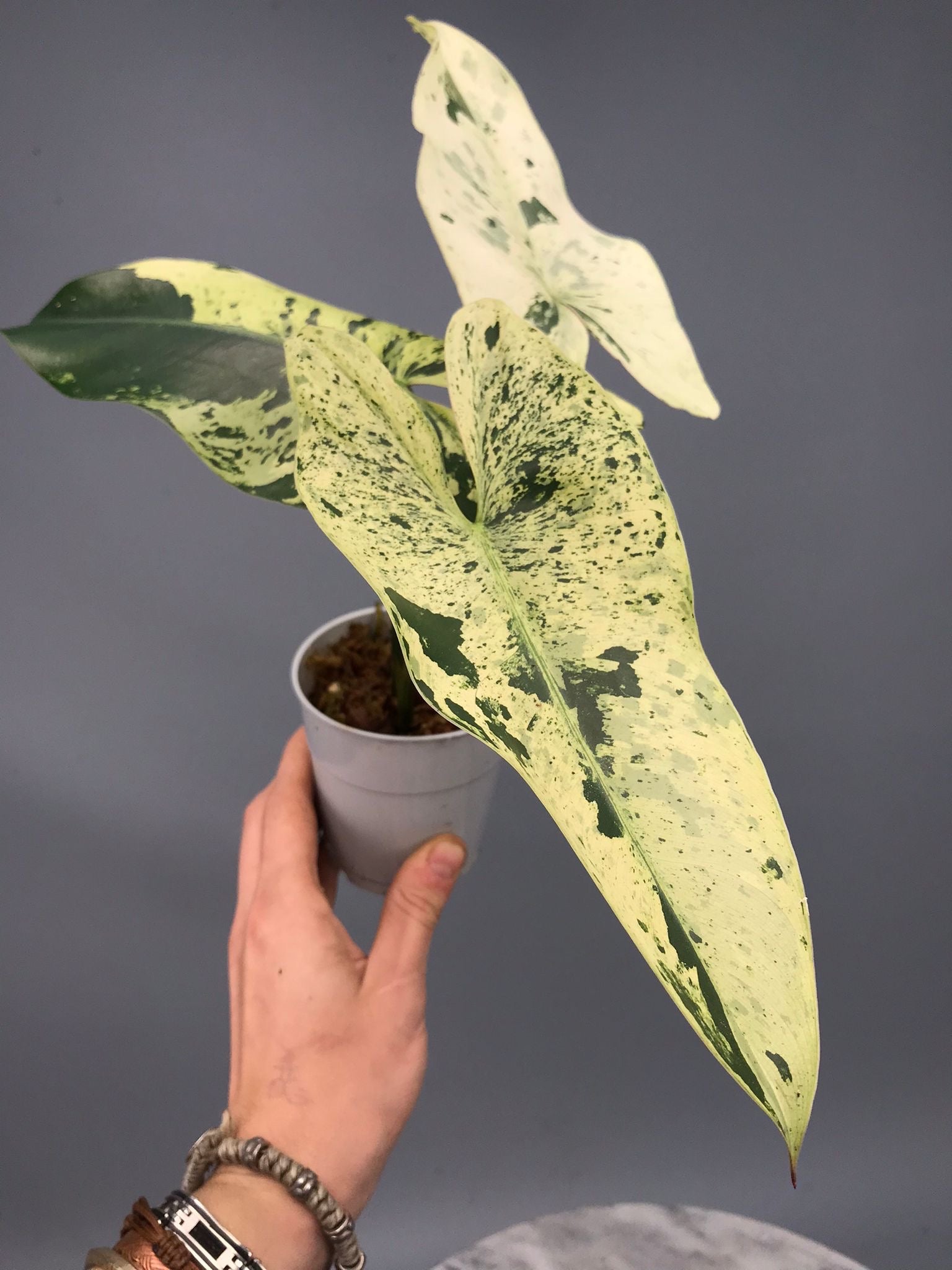 Philodendron ilsemanii nr 1.2