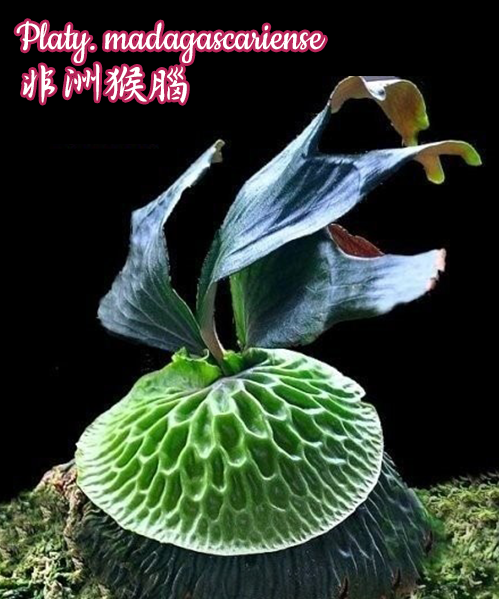 Platycerium madagascariense Platycerium madagascariense