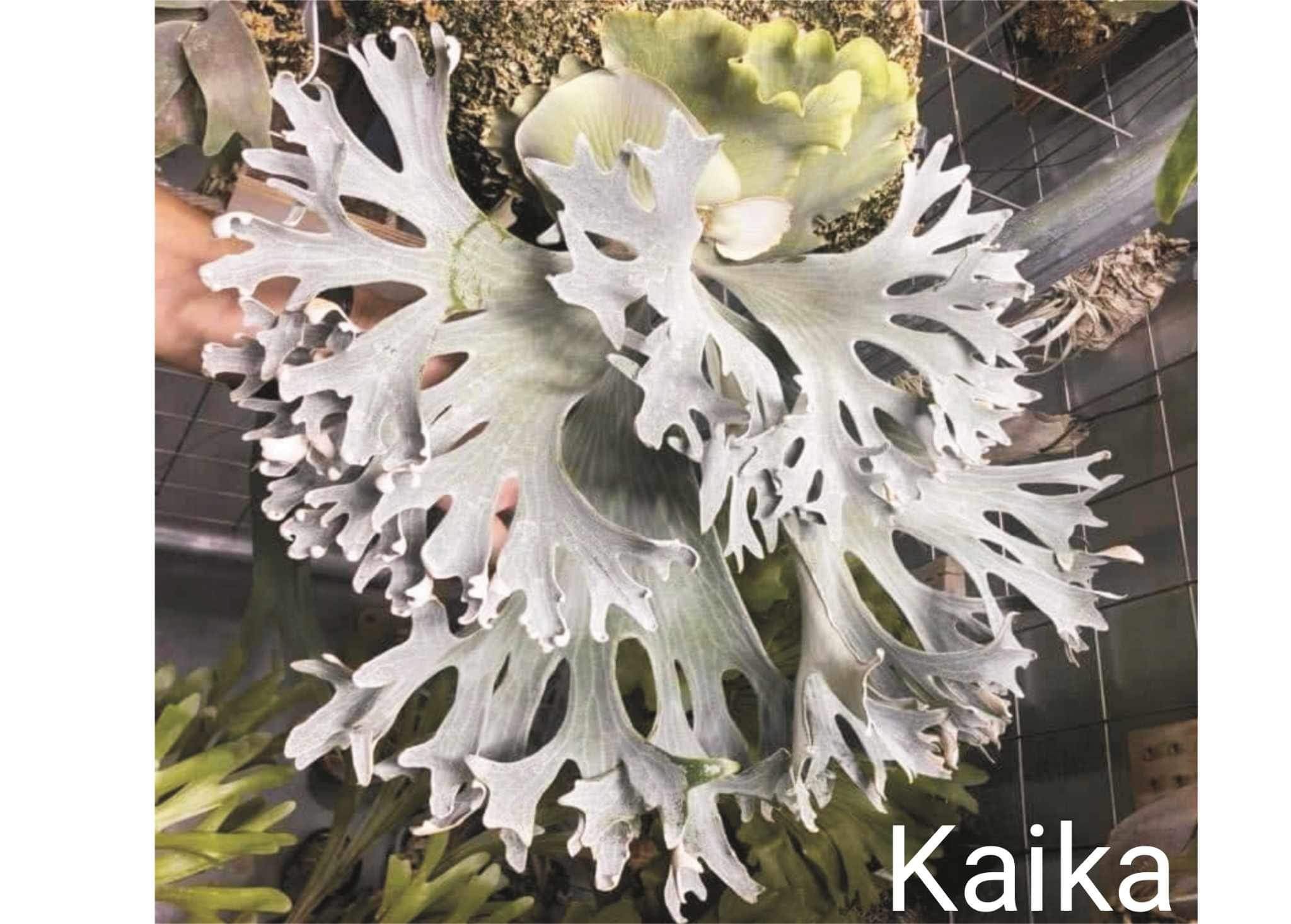 Platycerium Kaika