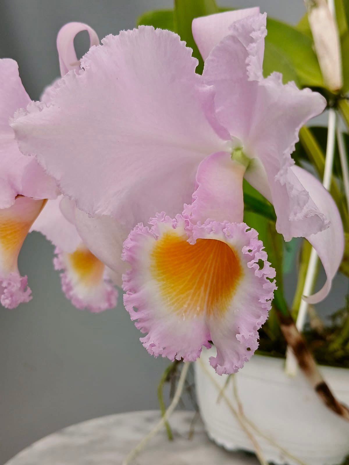 Cattleya trianae concolor orlata 'Toto' (O.G)