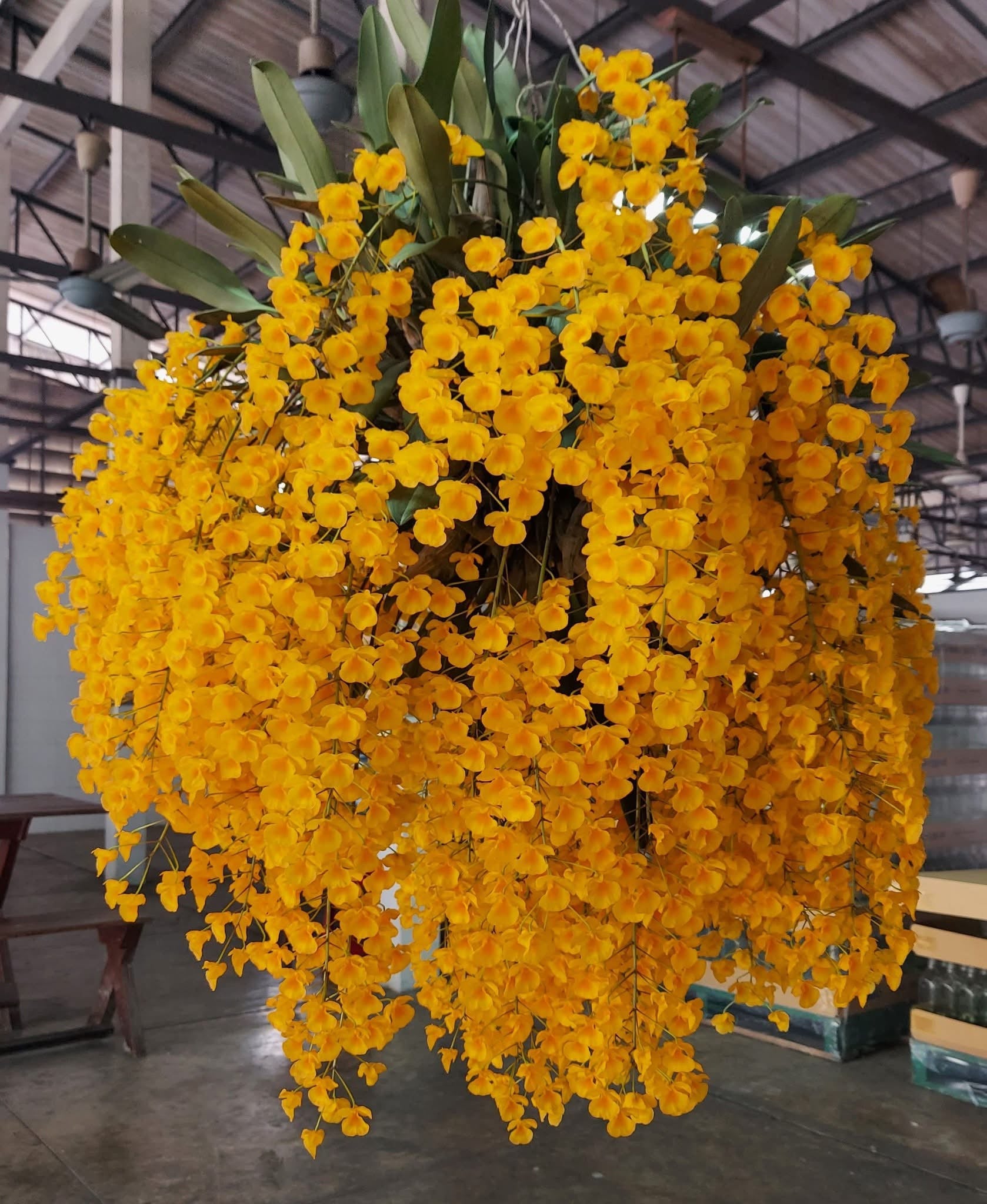 Dendrobium lindleyii ‘Big Plant’