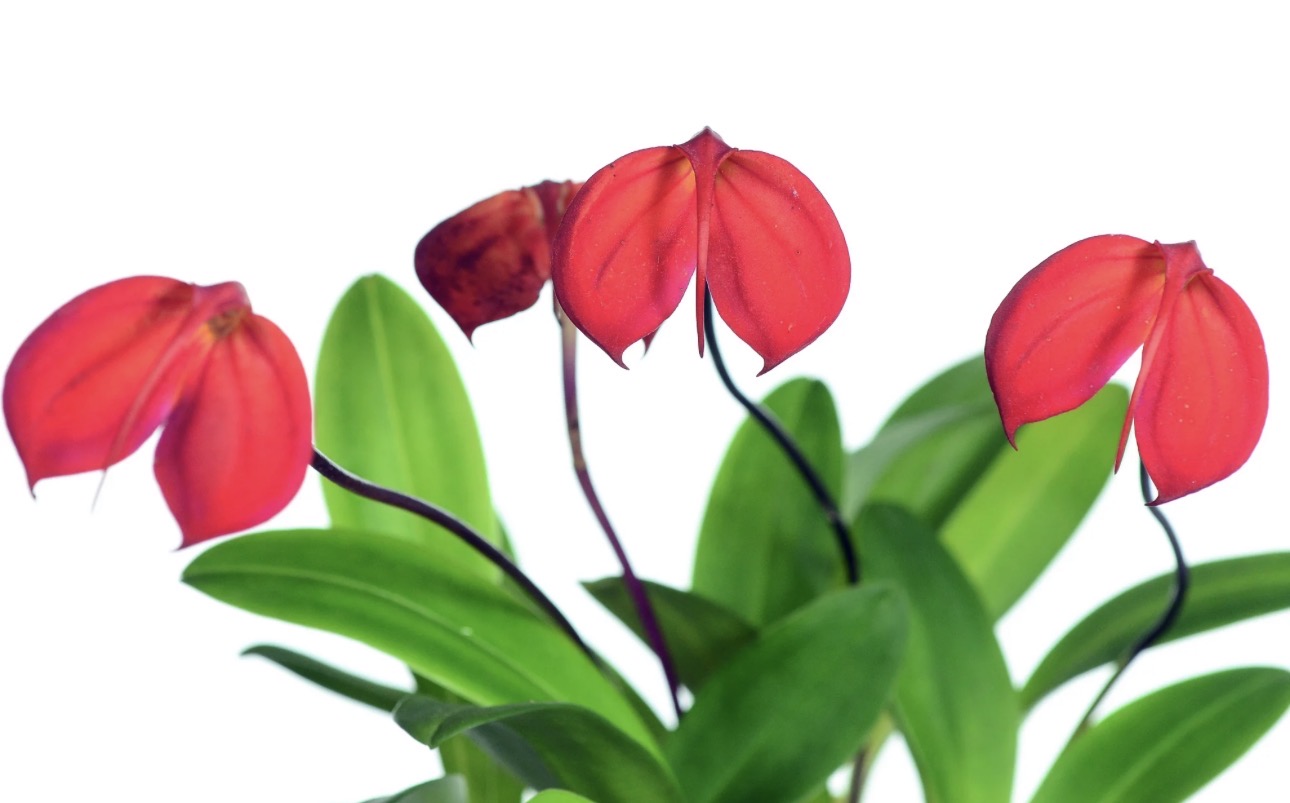 Masdevallia ignea 'Winter Flame'