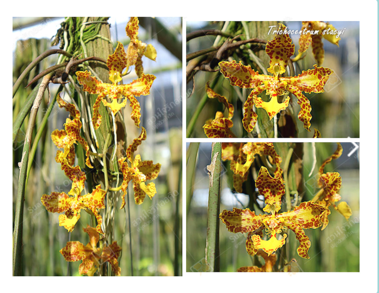 Trichocentrum stacyi