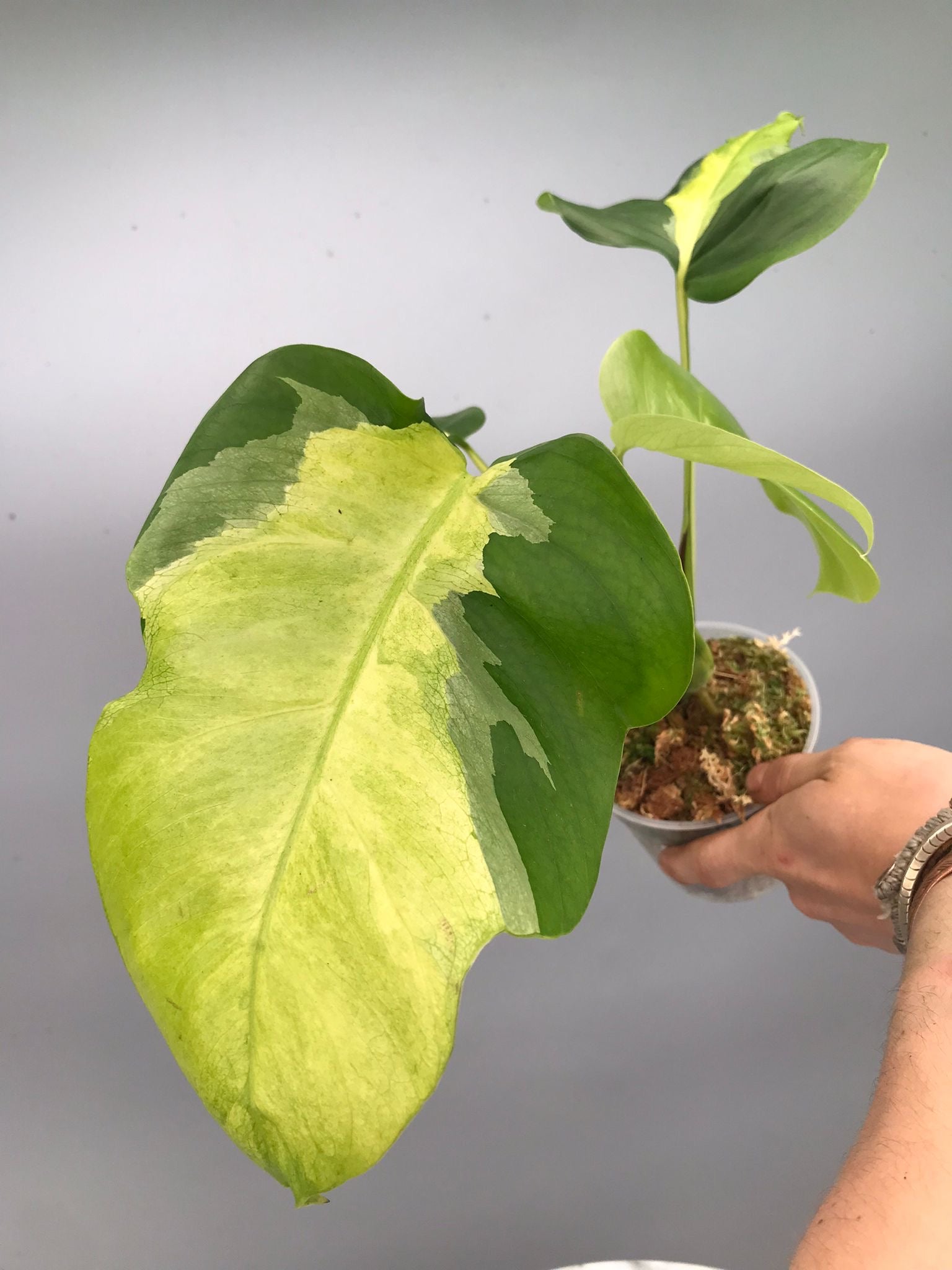 Monstera White Lava 'Lalamove' nr 1.2