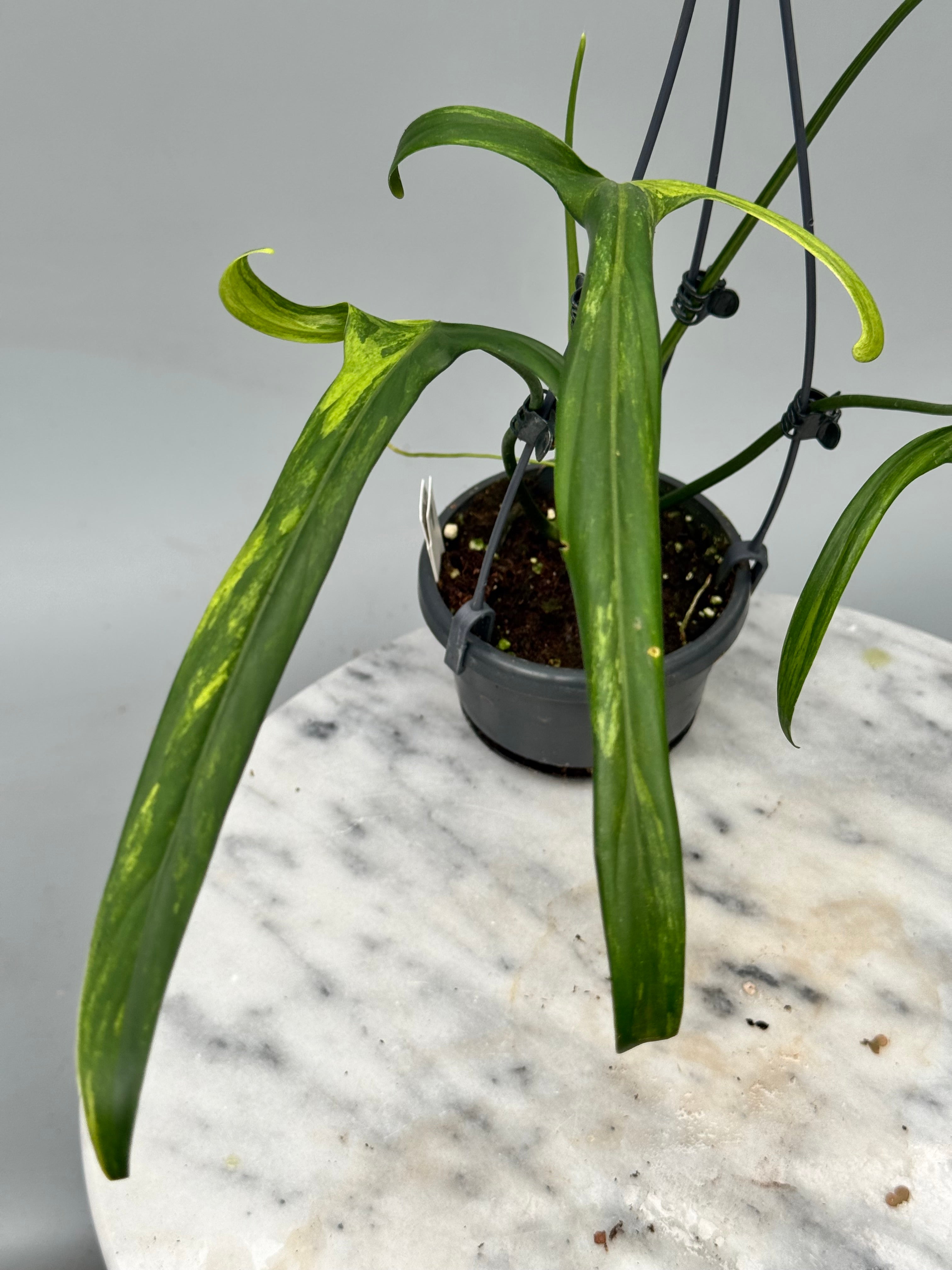 Philodendron holtonianum Variegated