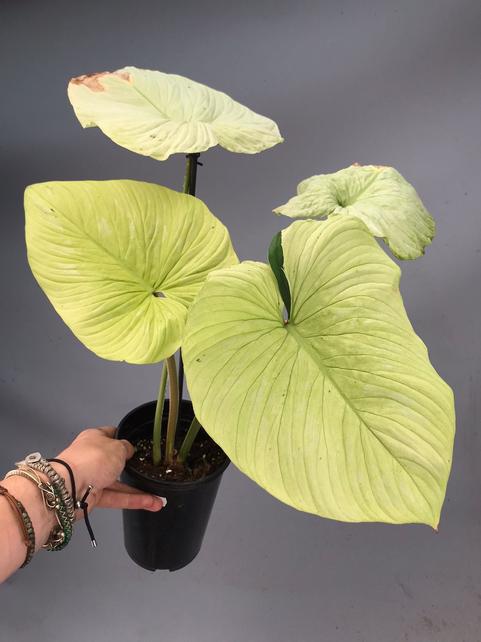 Philodendron mamei variegata mint nr 1