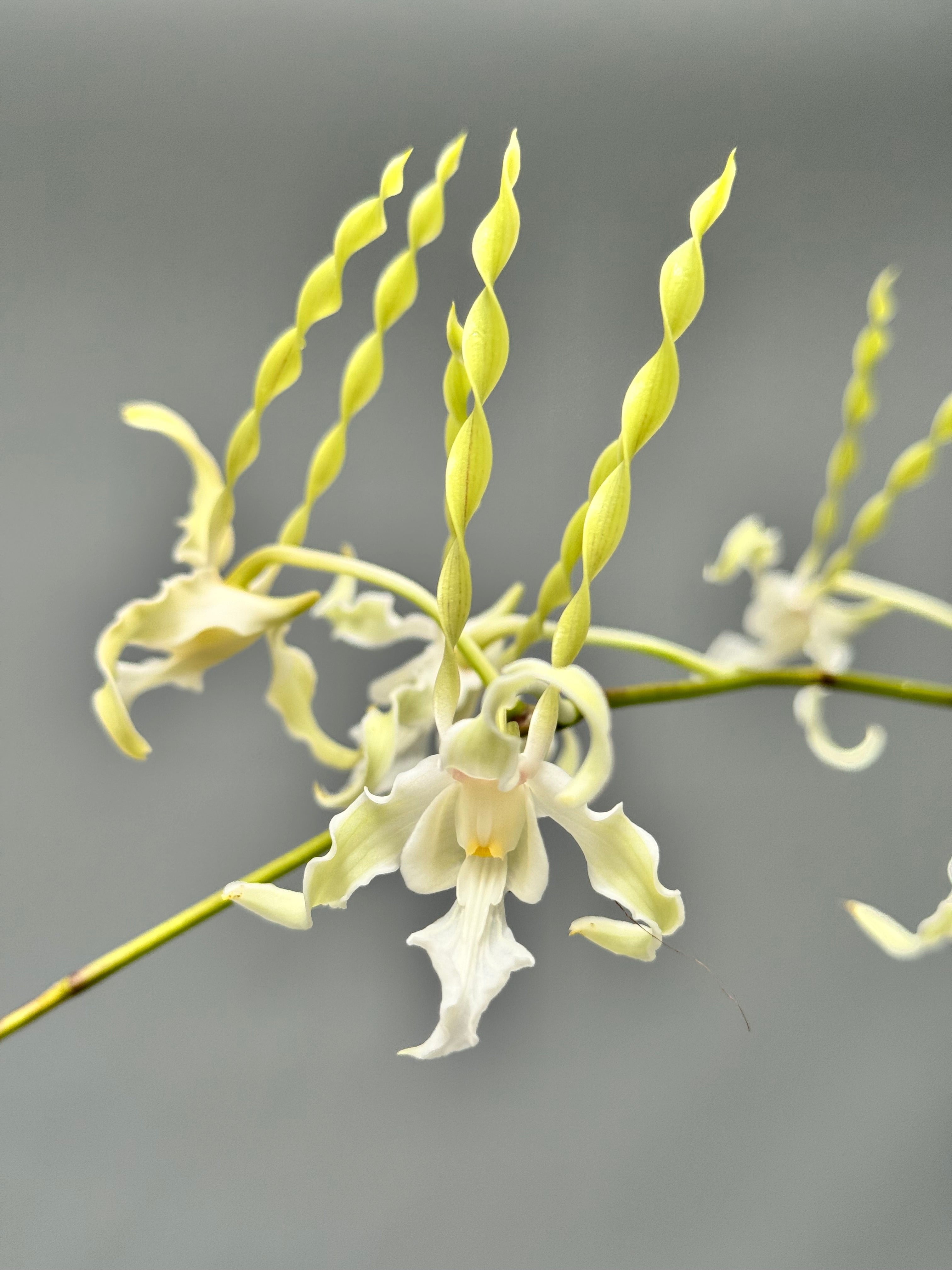 Dendrobium antennatum var. Alba
