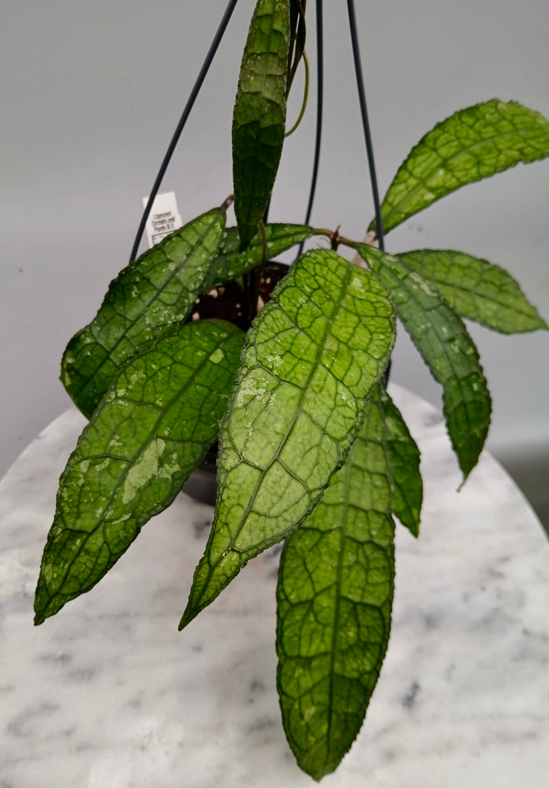 Hoya clemensiorum (Big plant)