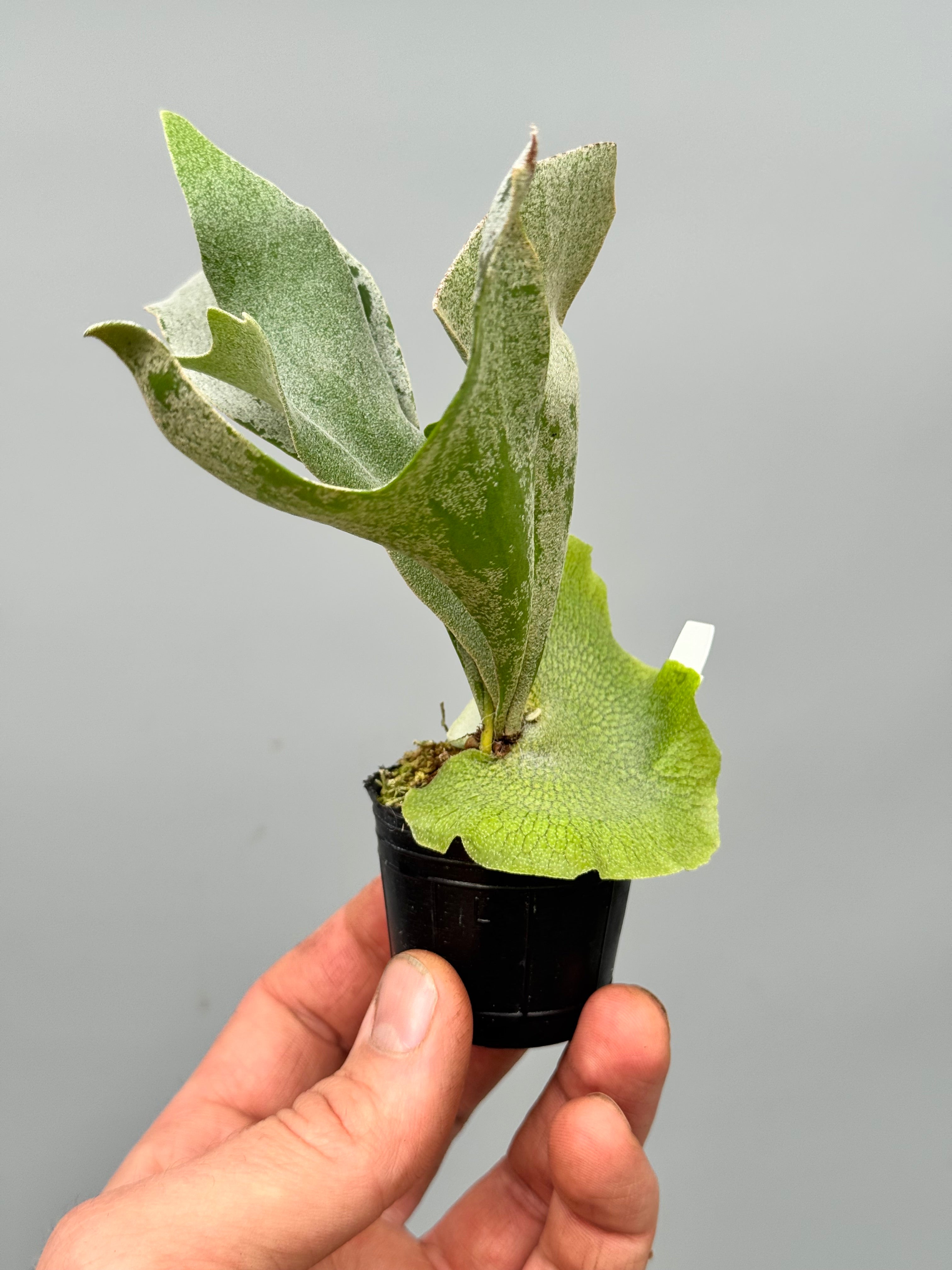 Platycerium White Gizmo