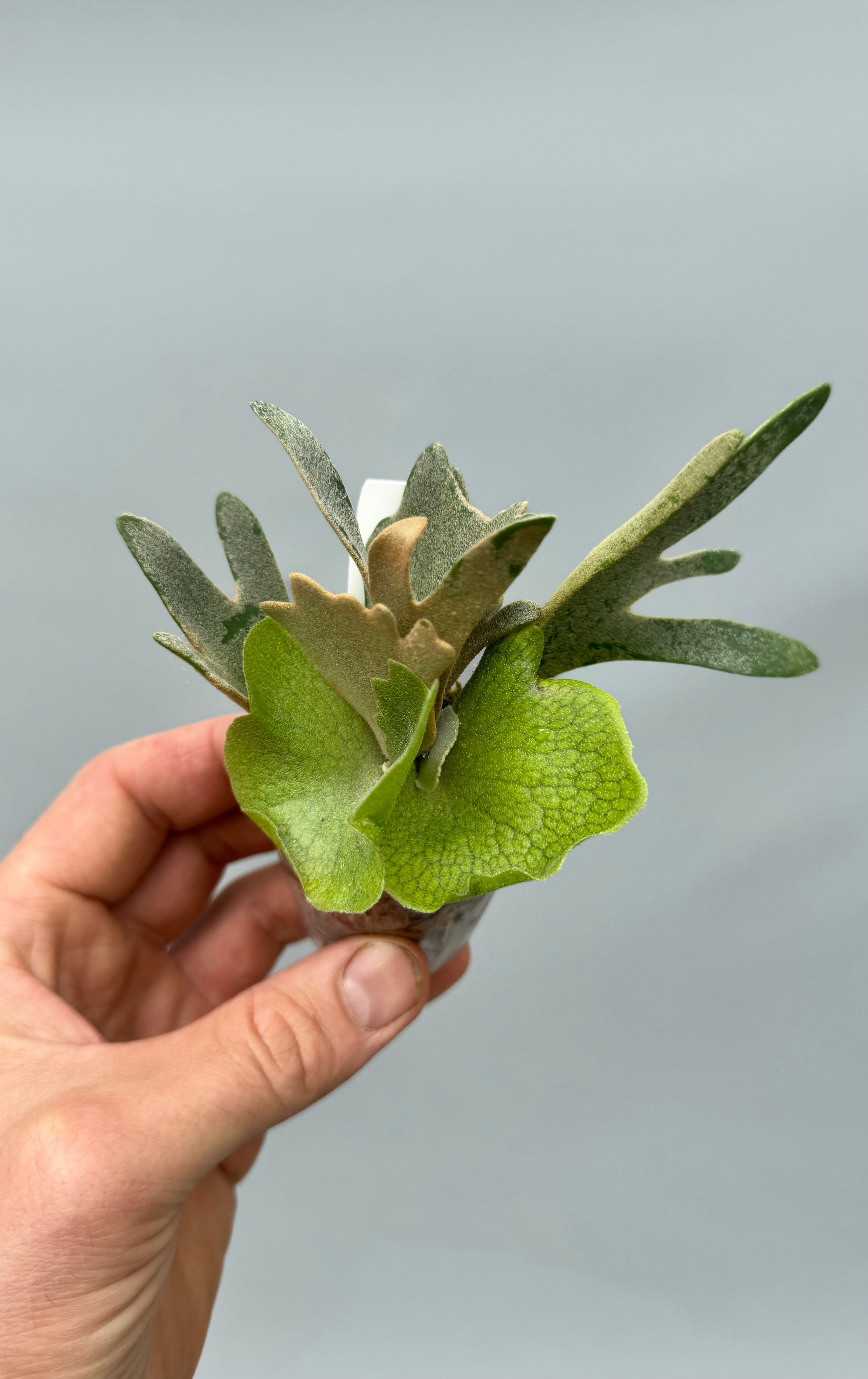 Platycerium willinckii ‘Nano’ (Big Plant)