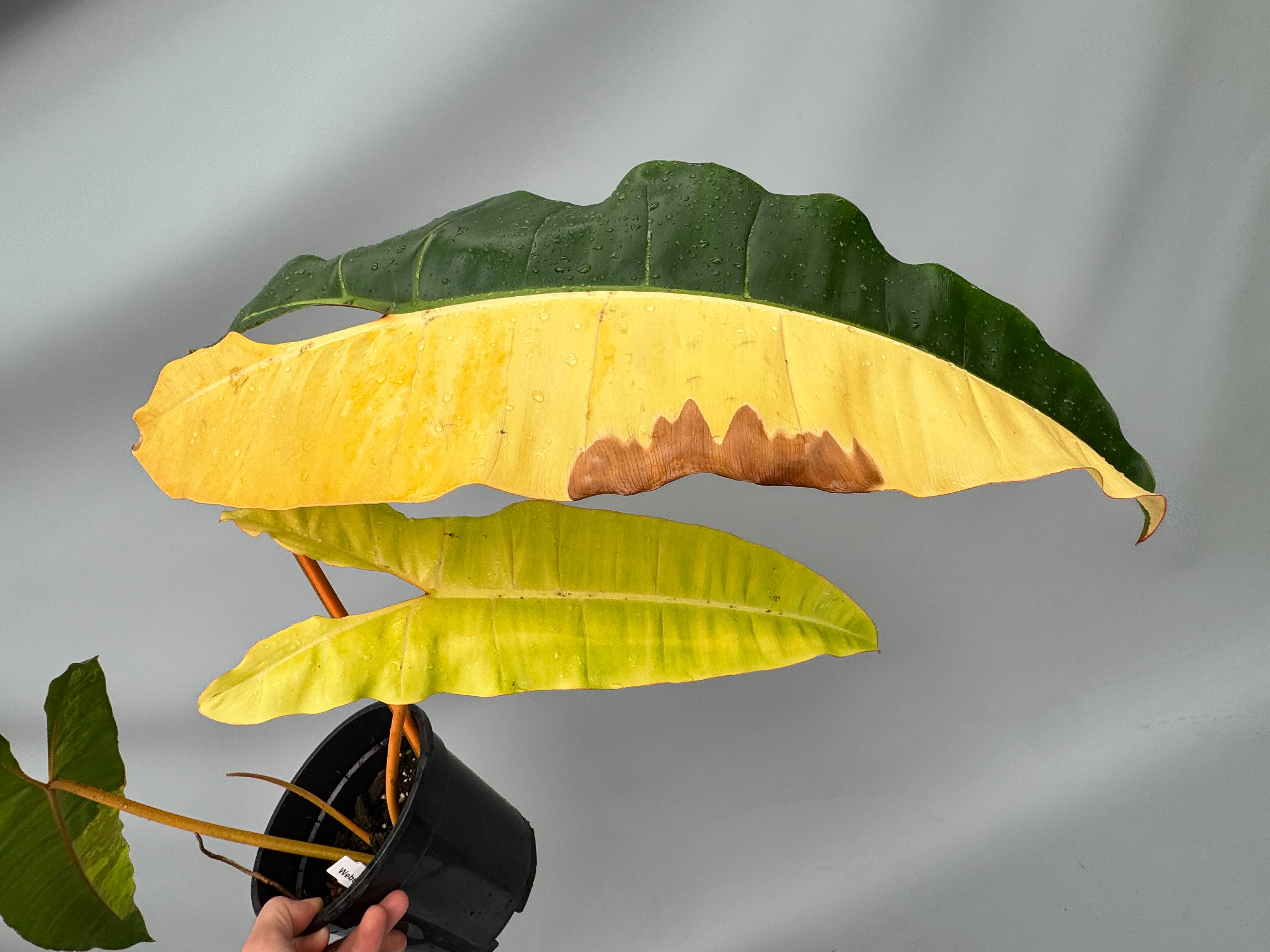 Philodendron billietiae Variegata Nr 2 "Full Moon"