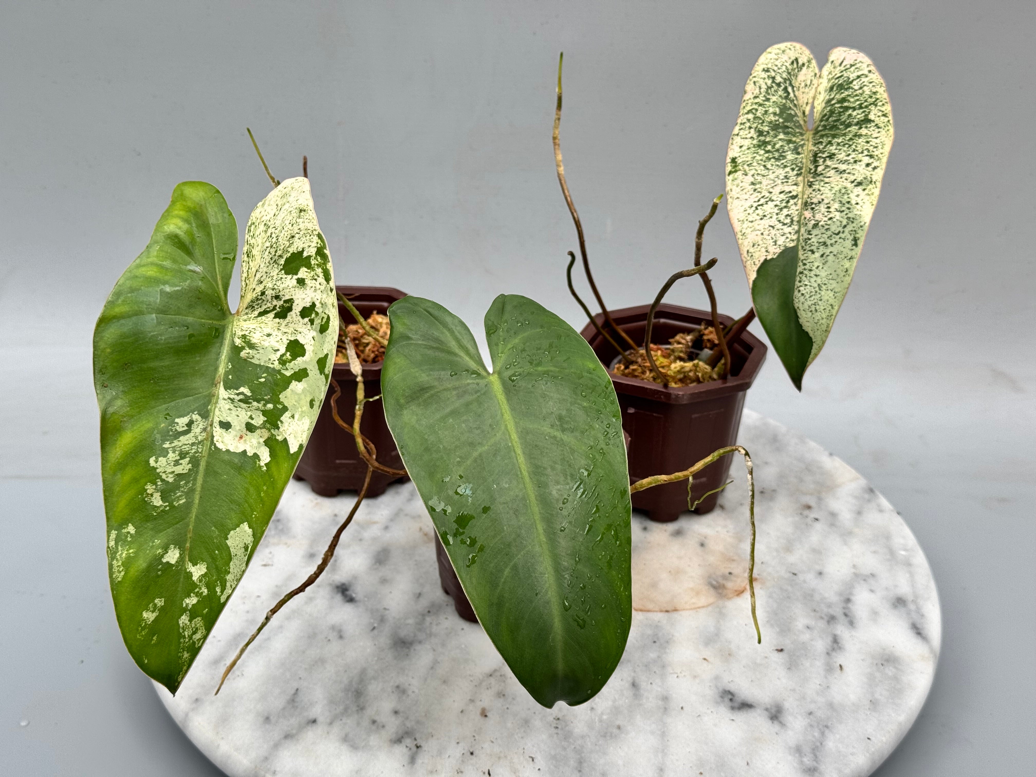 Philodendron ilsemanii (1 Leaf Cutting) nr 3