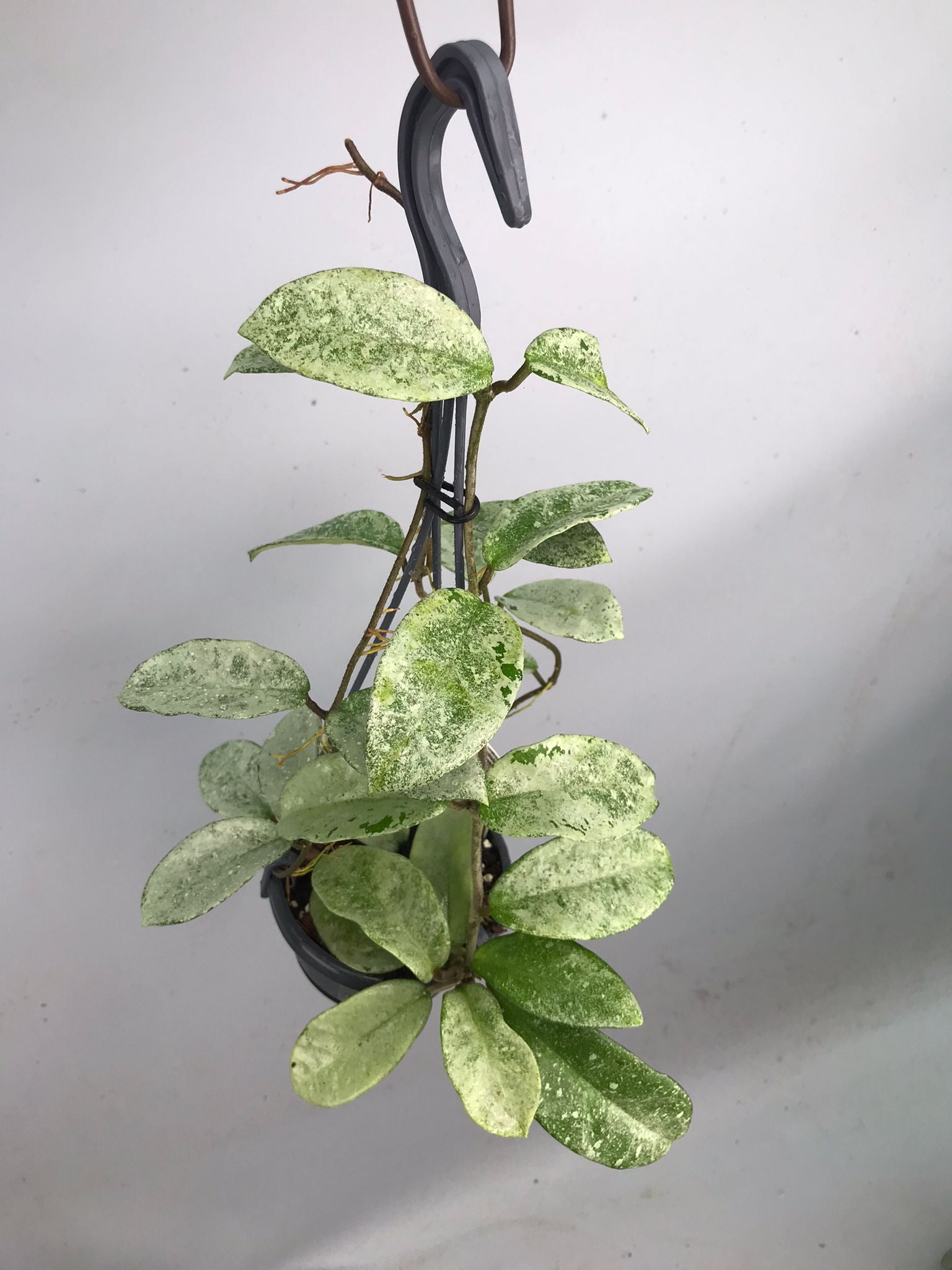 Hoya ‘Nova Ghost’ XL