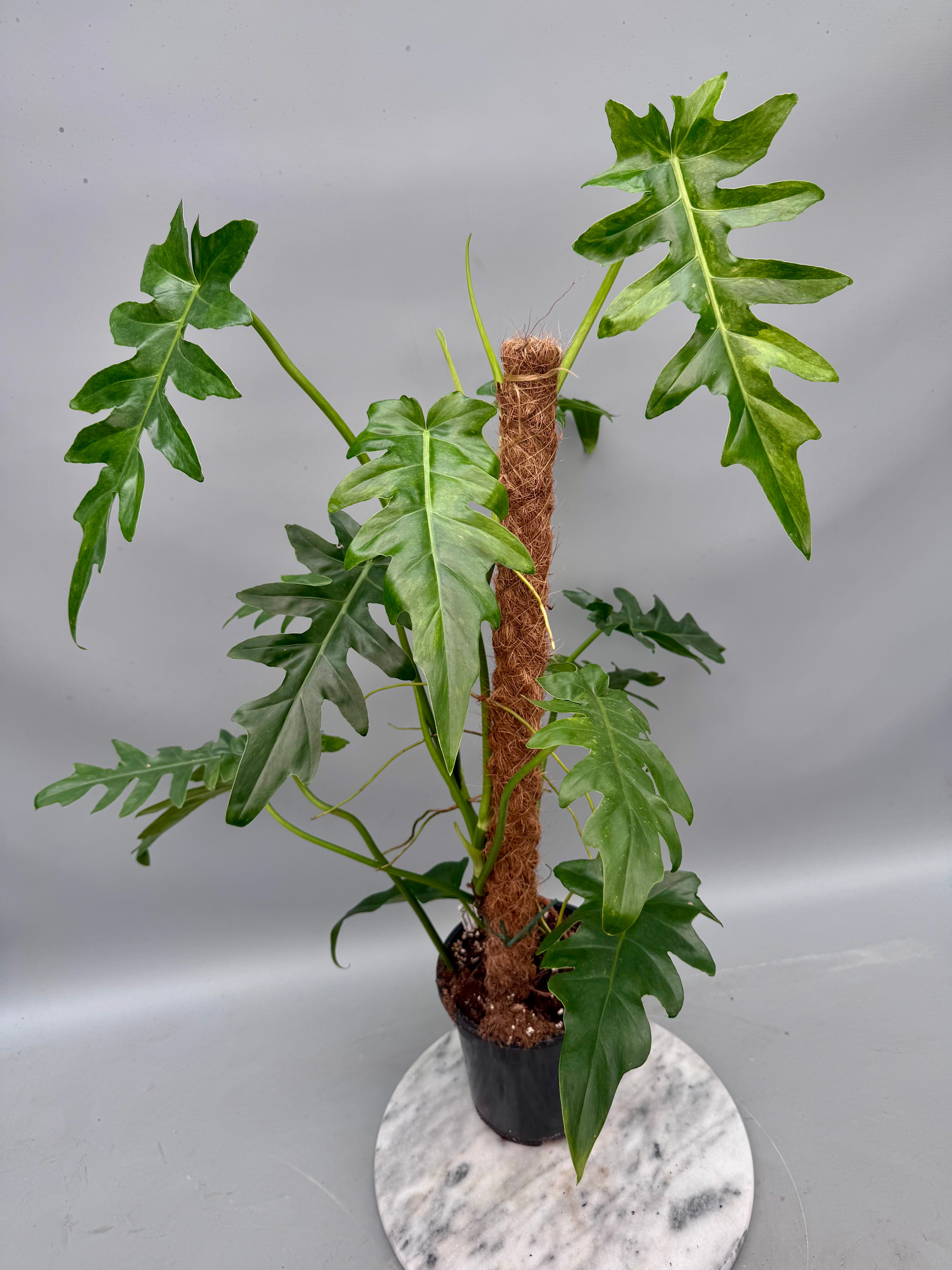 Philodendron Bob Cee variegated XXL
