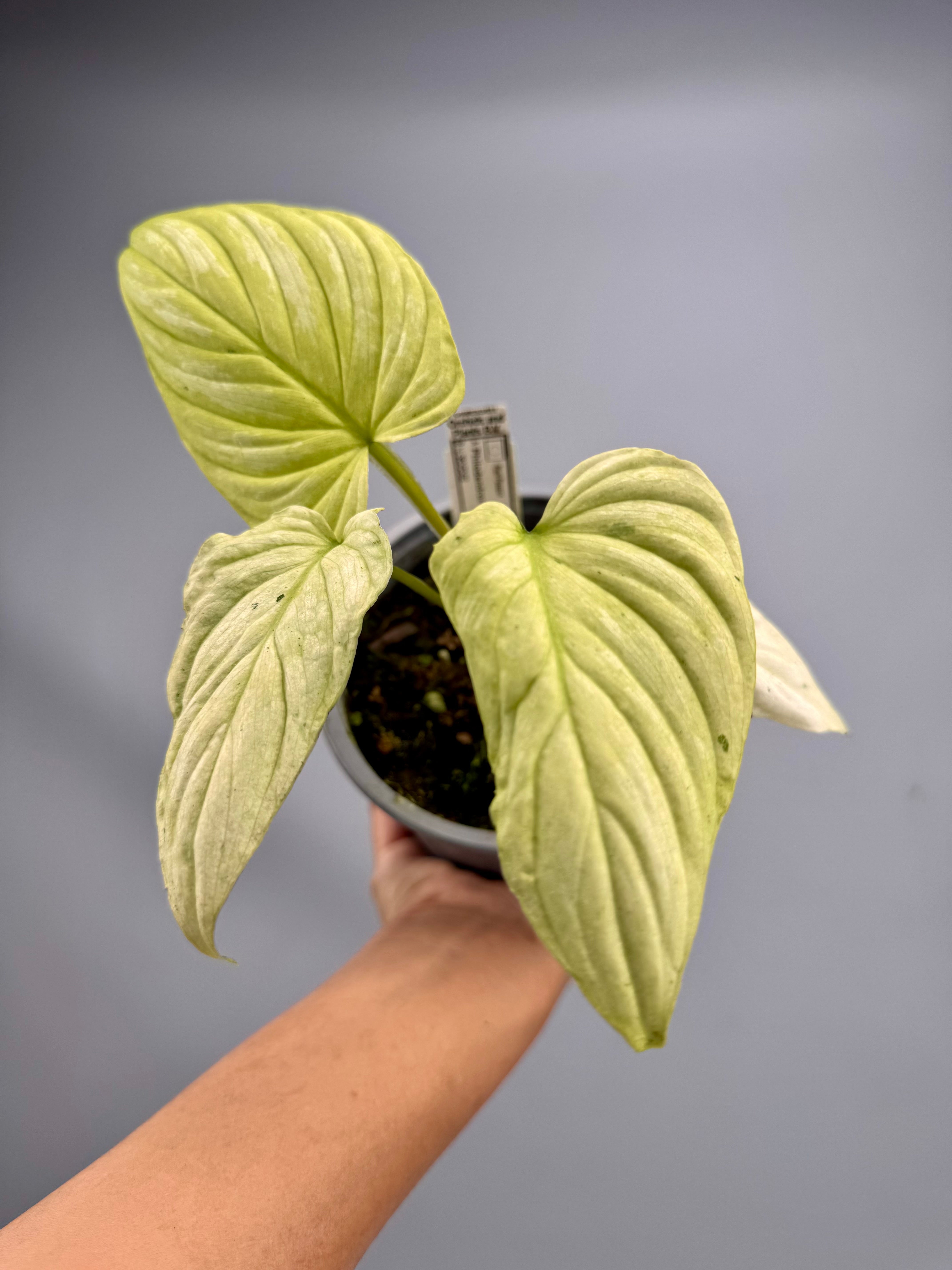 Philodendron mamei variegata mint (Small Size)