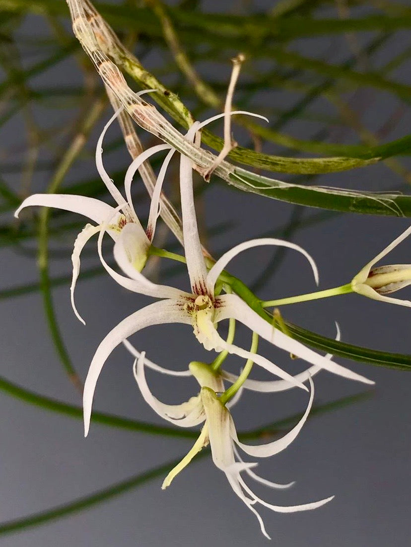 Dendrobium calamiforme