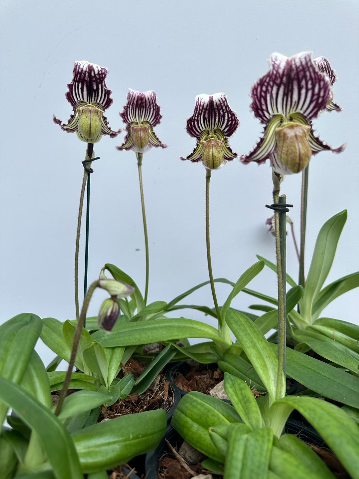 Paphiopedilum fairrieanum 'California Remake'