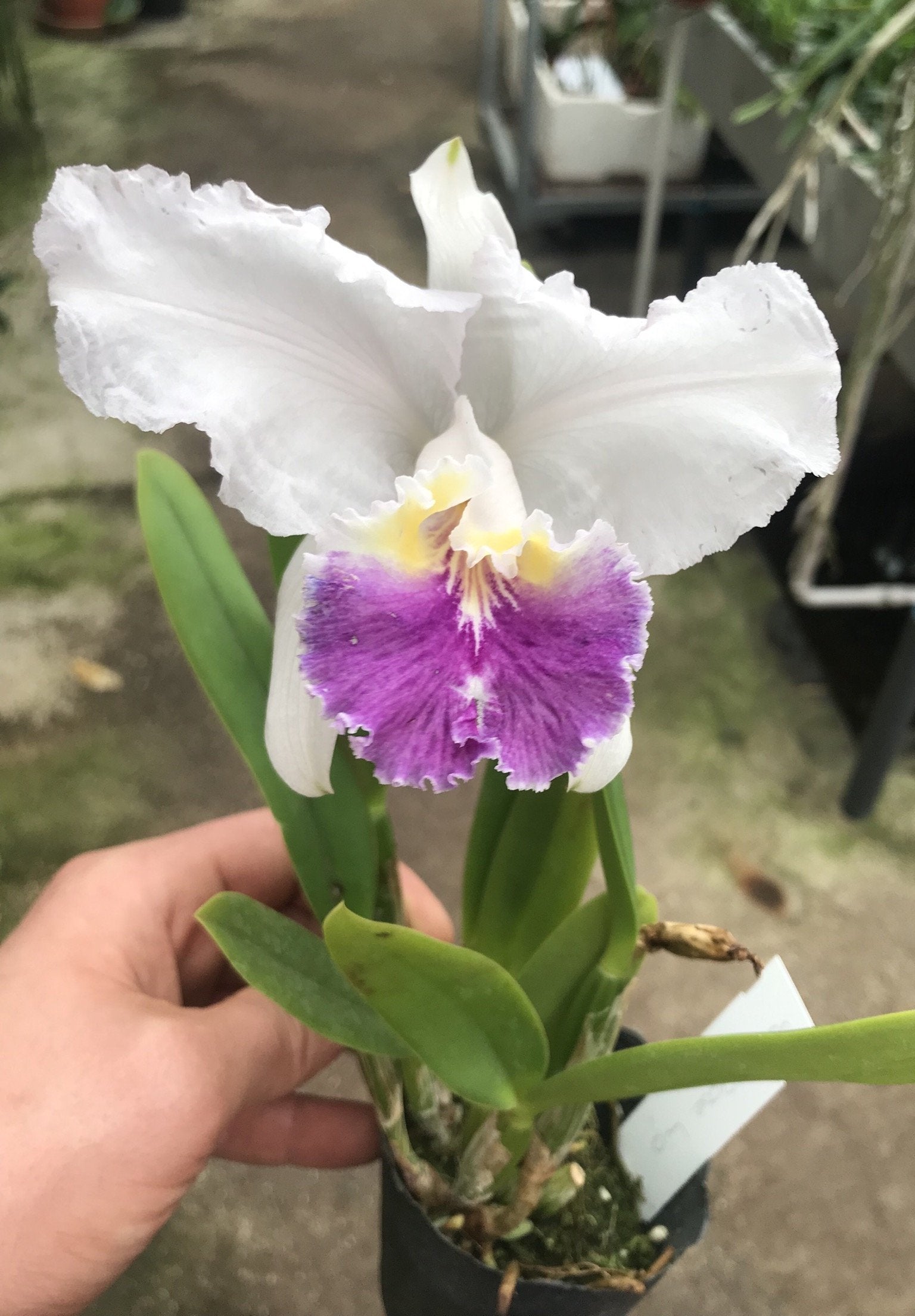 Cattleya lueddemanniana var. coerulea