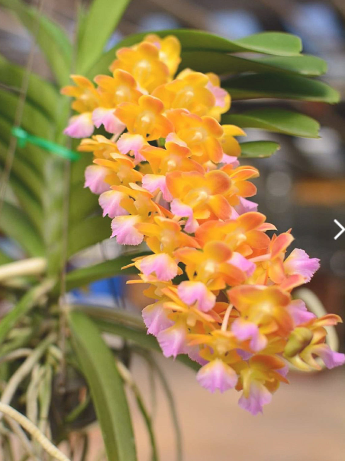 Perreiraara Bangkok Star