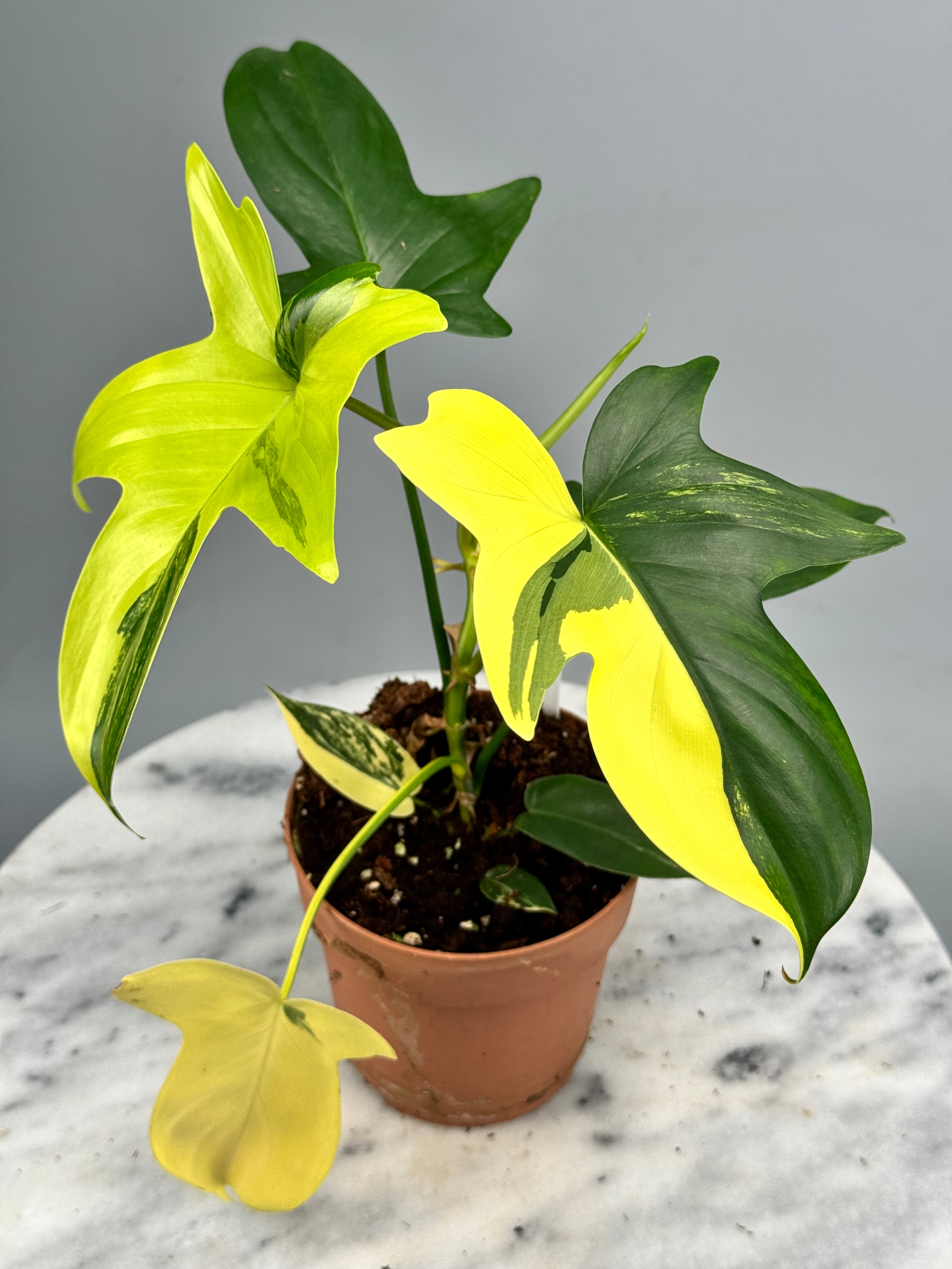 philodendron kingdom Philodendron squamiferium variegated
