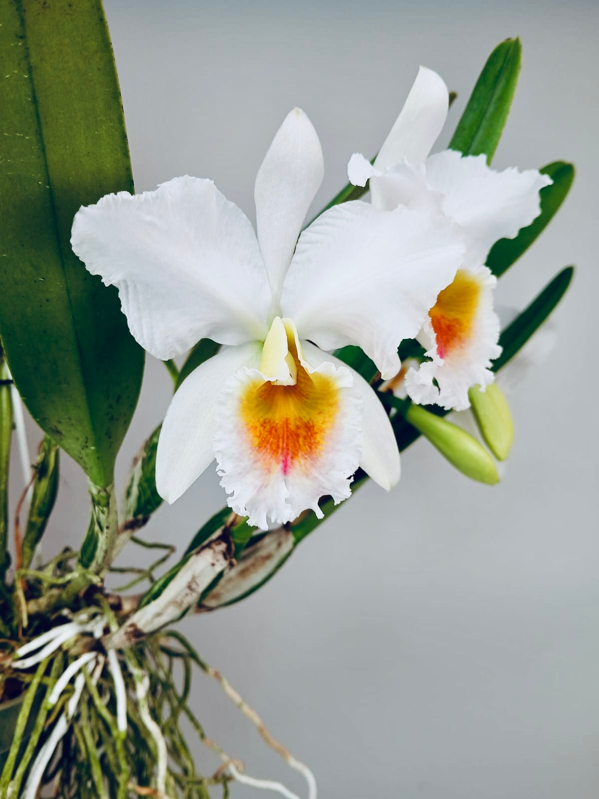 Cattleya percivaliana fma. semi-alba ‘Canaima's Guava’